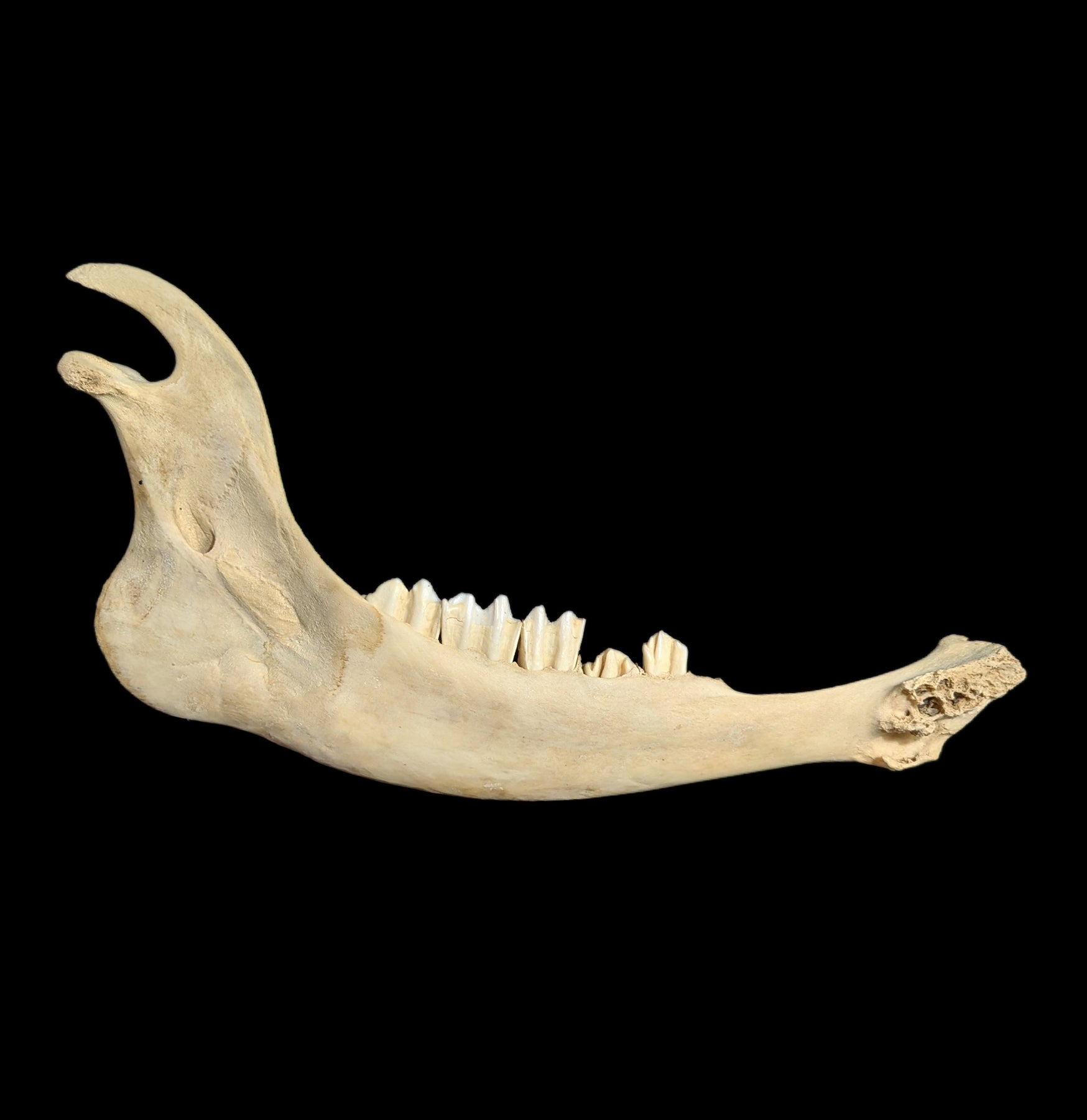Bison Jaw Bone - Authentic Natural Specimen for Collectors, Education & Home Decor | Perfect for Science Projects, Cabin Decor & Taxidermy