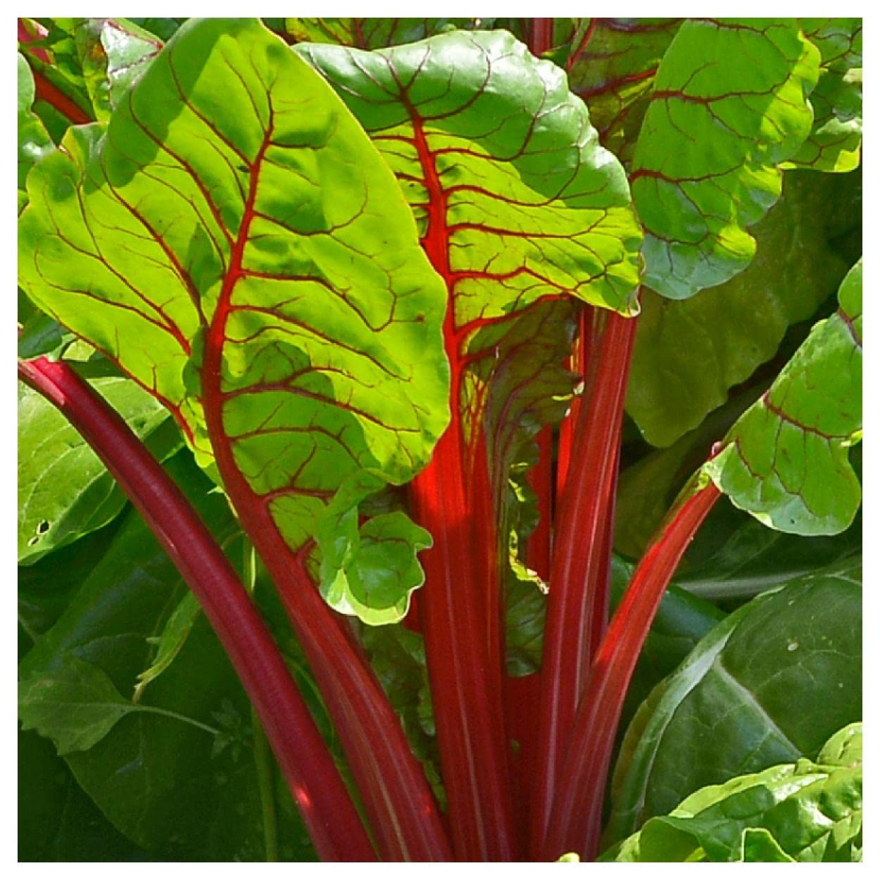 Organic Ruby Red Swiss Chard Seeds - 1/4 Lb Non-GMO Heirloom Variety - Everwilde Farms Gold Vault Packaging - Perfect for Home Gardening, Urban Farming & Healthy Salad Greens