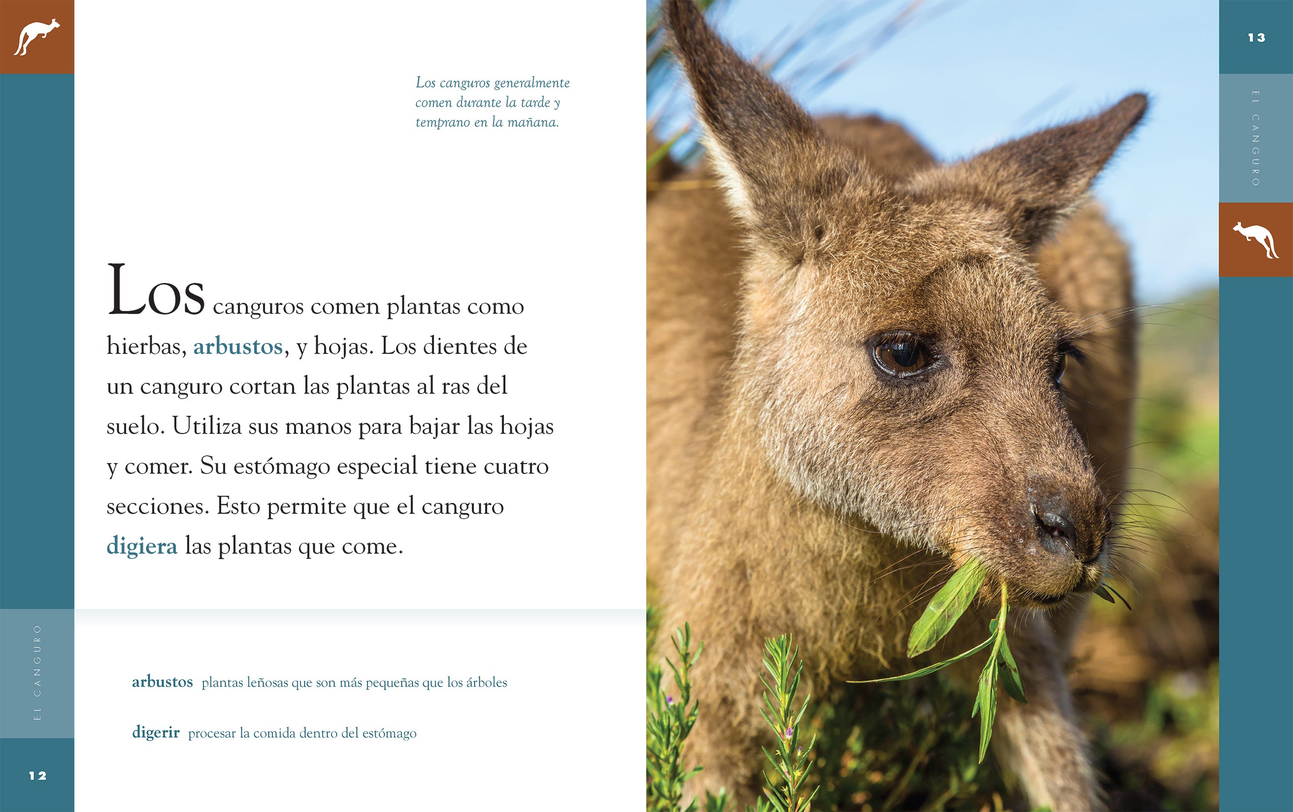 El Canguro 9781640264670 - Kangaroo Book for Kids - Learn About Kangaroos - Perfect for School Projects & Animal Lovers
