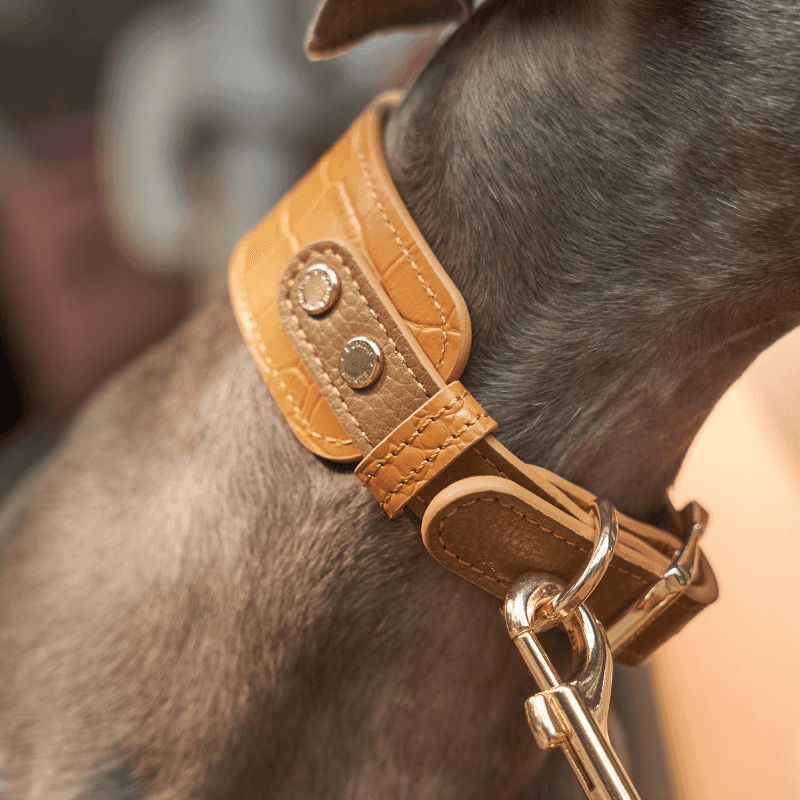 Premium Genuine Amber Leather Dog Collar - Adjustable & Durable Pet Accessory for Small to Large Dogs - Perfect for Walks, Training & Outdoor Adventures