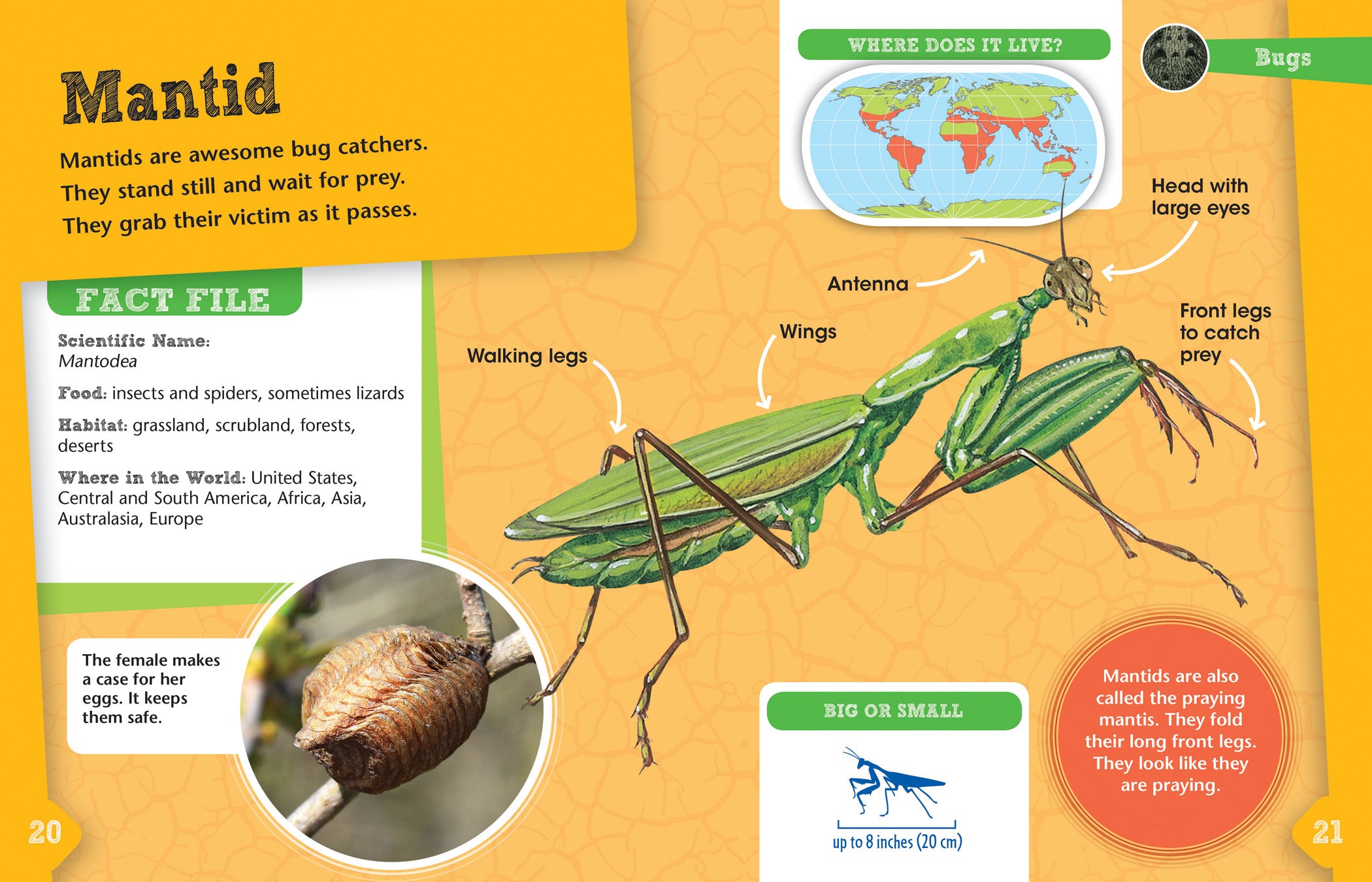 Bugs Animal Detectives - Fun Educational Toy for Kids to Explore Insects & Nature - Perfect for Outdoor Learning & Science Activities