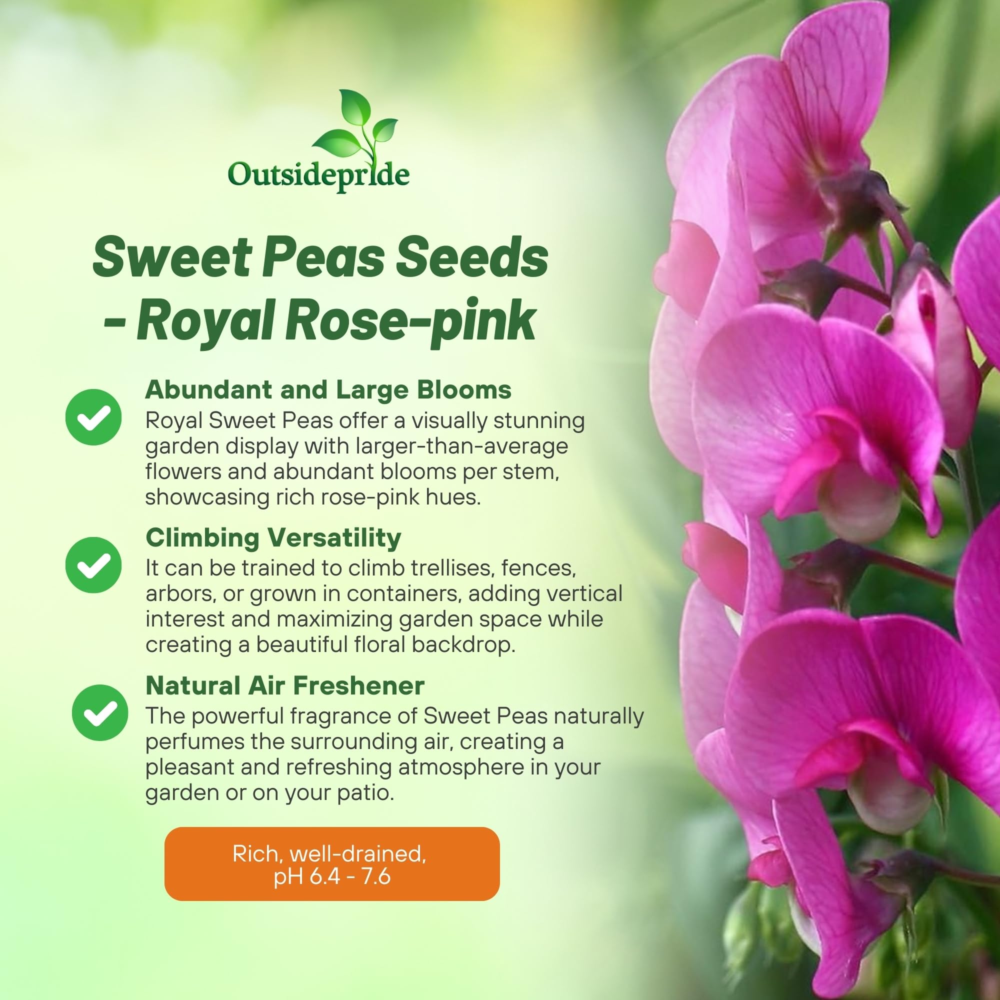 Outsidepride 500 Seeds Annual Lathyrus Odoratus Sweet Peas Royal Rose Pink Vine Seeds for Planting - Fragrant Climbing Flowers for Garden Trellis, Fences & Outdoor Decor