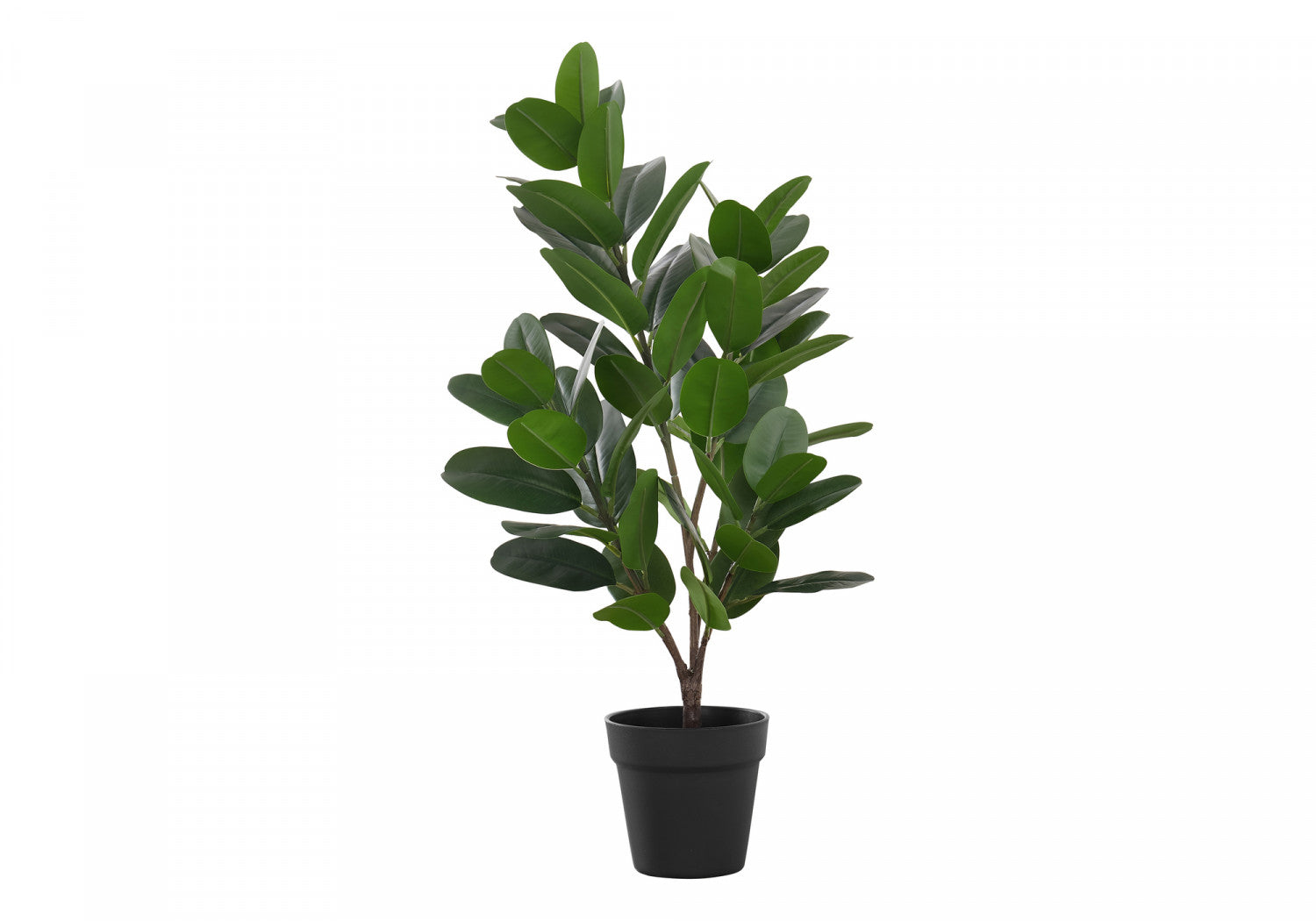 Organic Garcinia Cambogia Plant with 5 Black Pots - Premium Indoor/Outdoor Fruit Tree for Home Garden, Kitchen Herb, or Natural Weight Loss Supplement - Perfect for Balcony, Patio, or Greenhouse Gardening