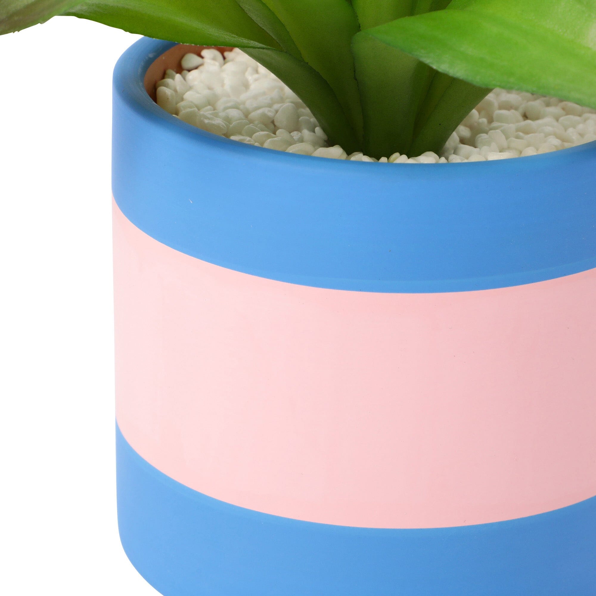 Art Green & Pot Agave - Premium Succulent Plant for Home Decor, Office Desk, and Garden Landscaping