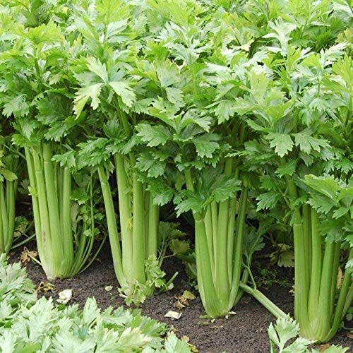 Organic Tango Hybrid Celery Seeds - Non-GMO Heirloom Vegetable Seeds (25+ Seeds) for Home Gardening, Indoor Herb Garden & Outdoor Planting - Perfect for Salads, Soups & Healthy Cooking