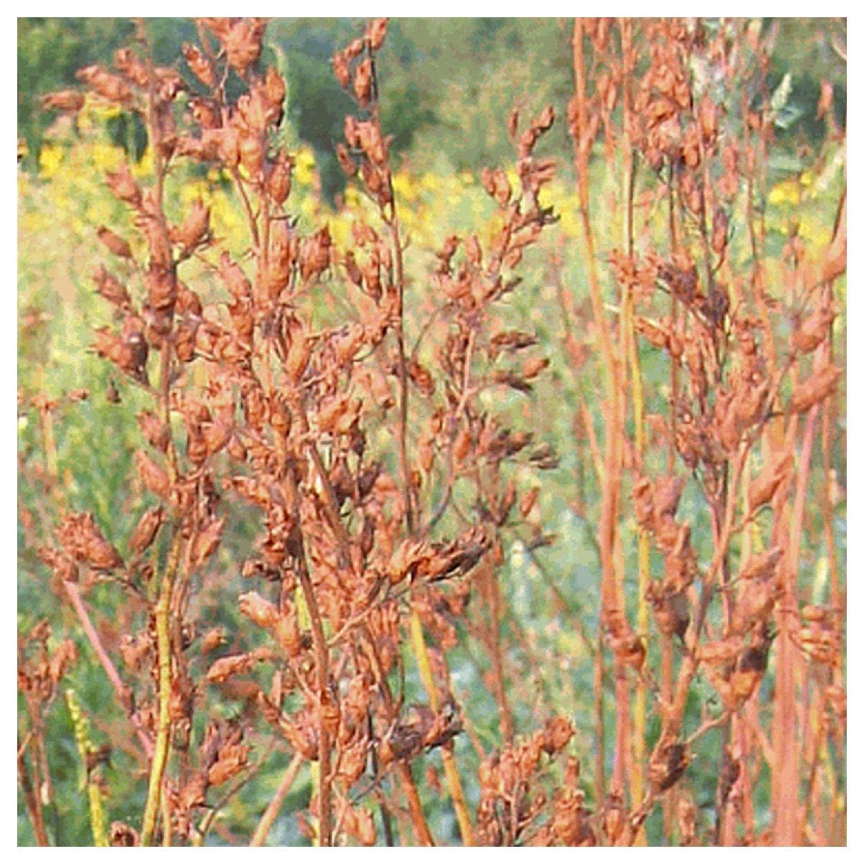 Everwilde Farms - 2000 Prairie Alumroot Native Wildflower Seeds - Gold Vault Jumbo Seed Packet for Pollinator Gardens & Natural Landscaping