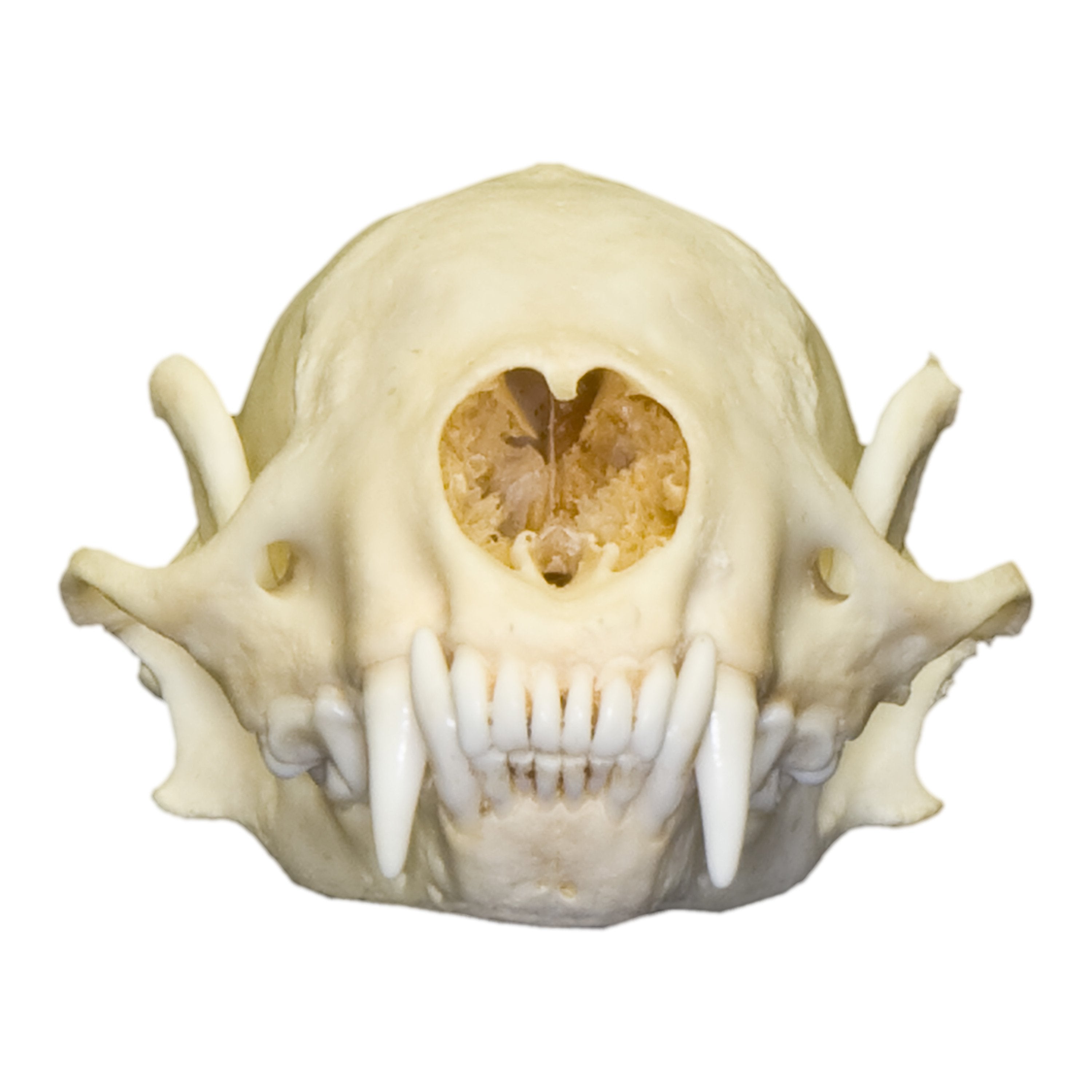 Authentic Hog-Nosed Skunk Skull - Real Animal Skull Specimen for Taxidermy, Science Education & Oddity Collectors - Perfect for Halloween Decor, Gothic Display & Biology Studies
