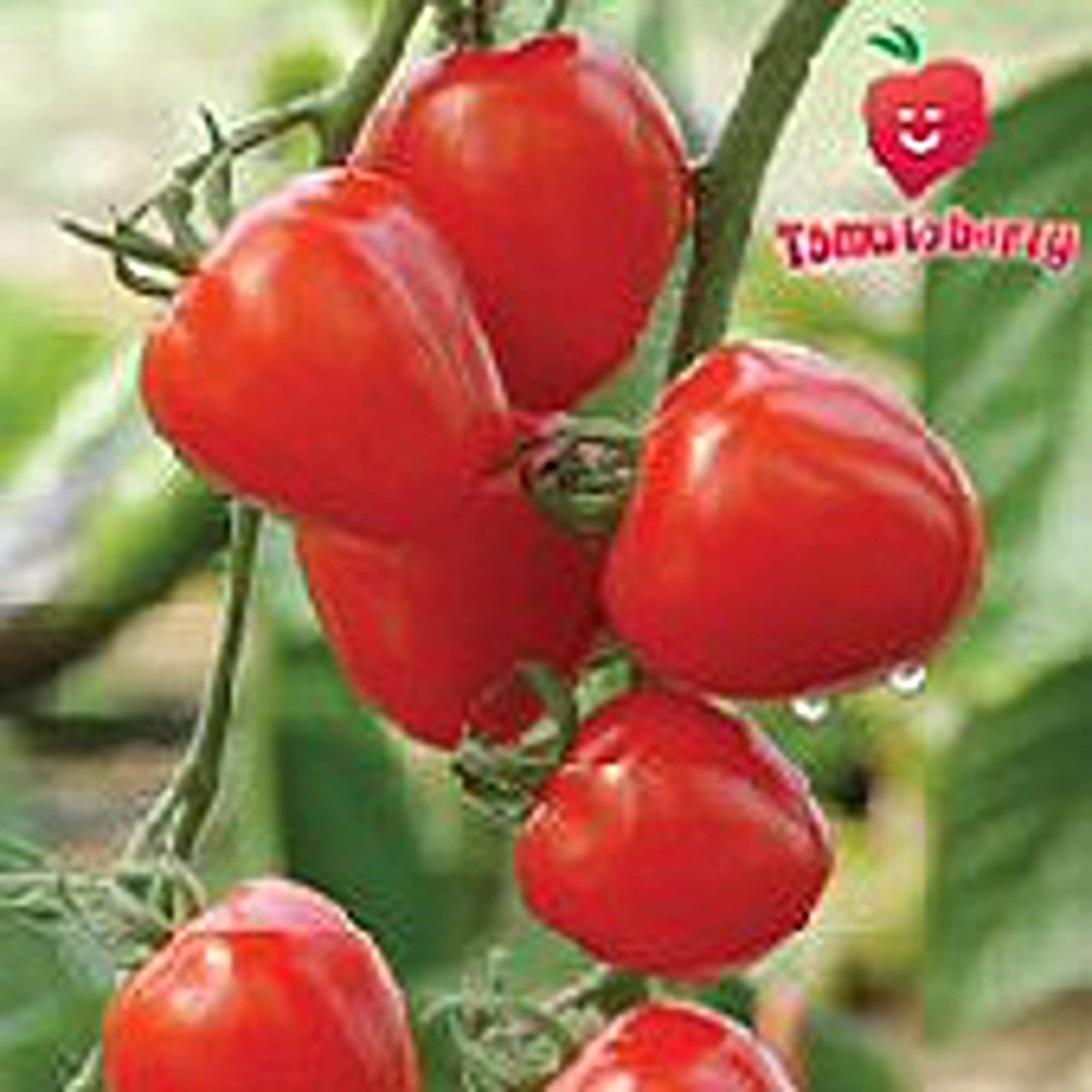 Heirloom Tomatoberry Tomato Seeds - Non-GMO, Organic (25+ Seeds) for Home Gardening, Vegetable & Fruit Planting - Perfect for Backyard Gardens, Greenhouses & Urban Farming