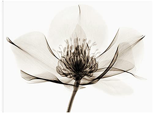 Hellebore I