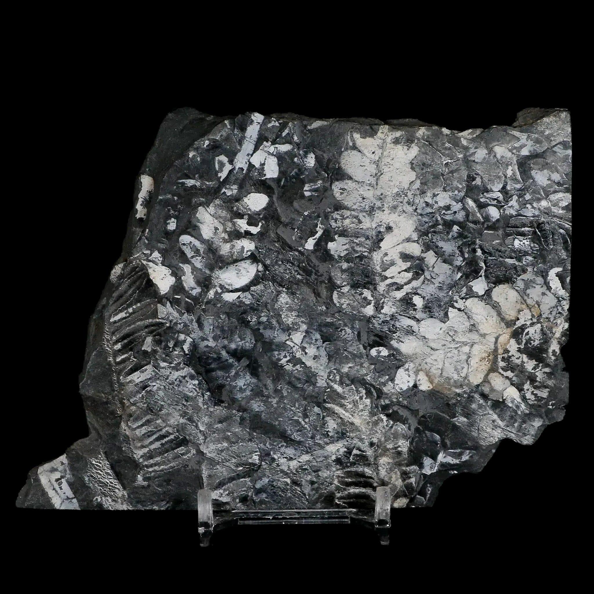 4.8