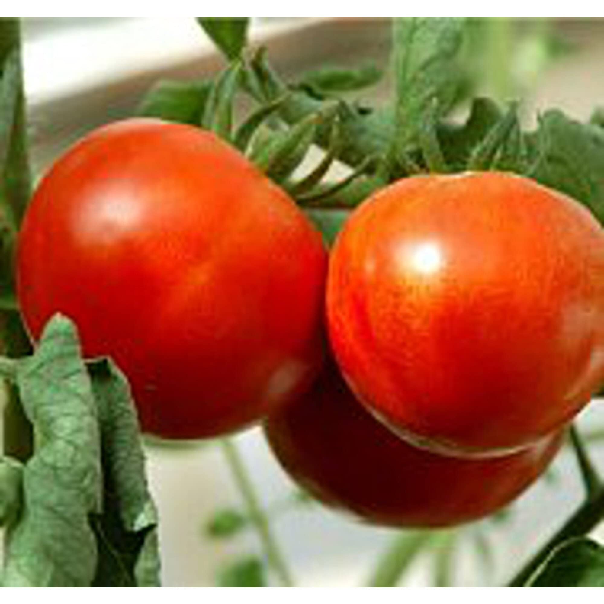Organic Kewalo Tomato Seeds (20+ Seeds) | Non-GMO Heirloom Variety | Home Garden Planting for Vegetables, Fruits & Herbs | Greenhouse & Container Gardening | Perfect for Salads, Sauces & Fresh Eating