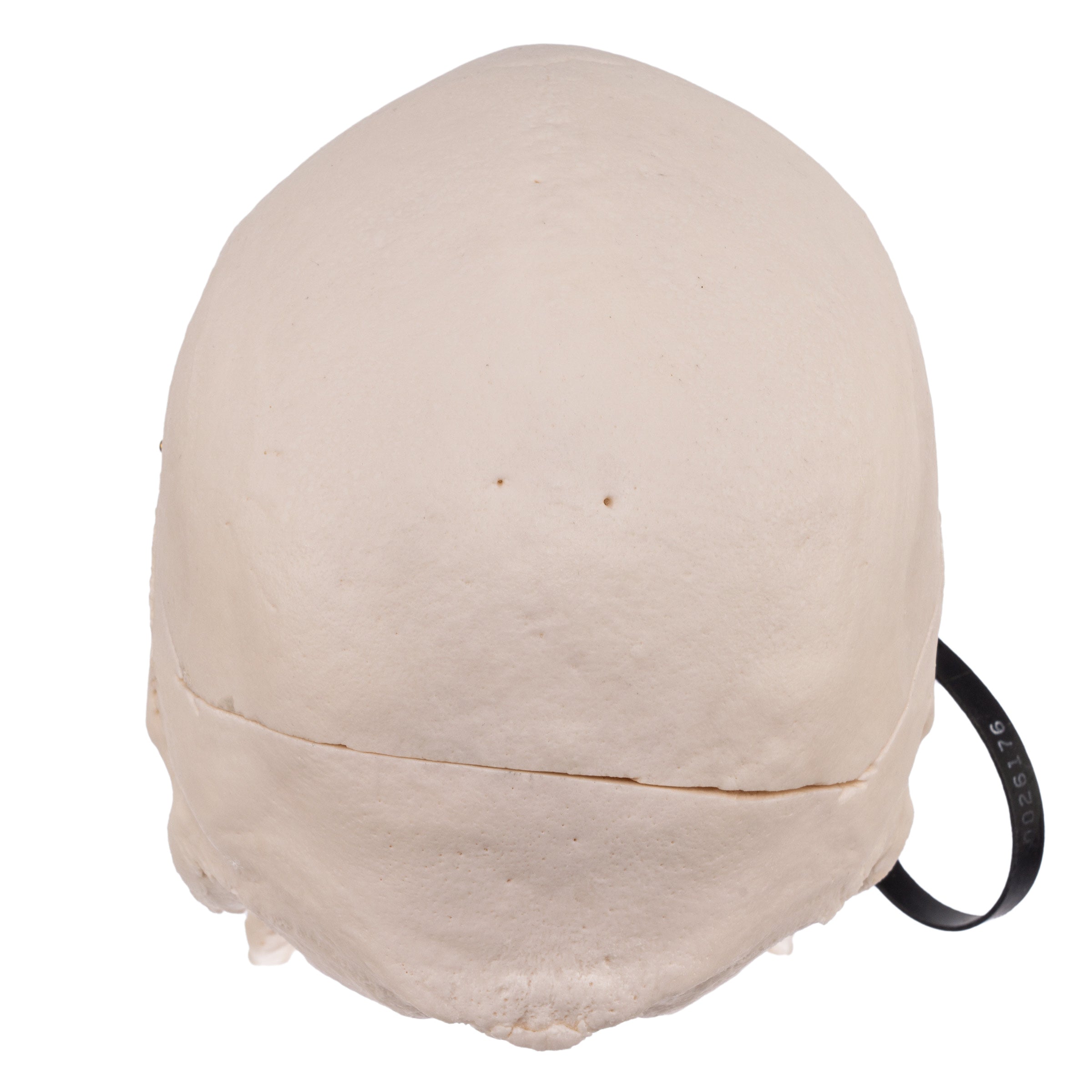 Premium Anatomical Human Skull Model for Medical Students & Researchers - Accurate Life-Size Replica for Anatomy Study, Classroom Teaching & Halloween Decor