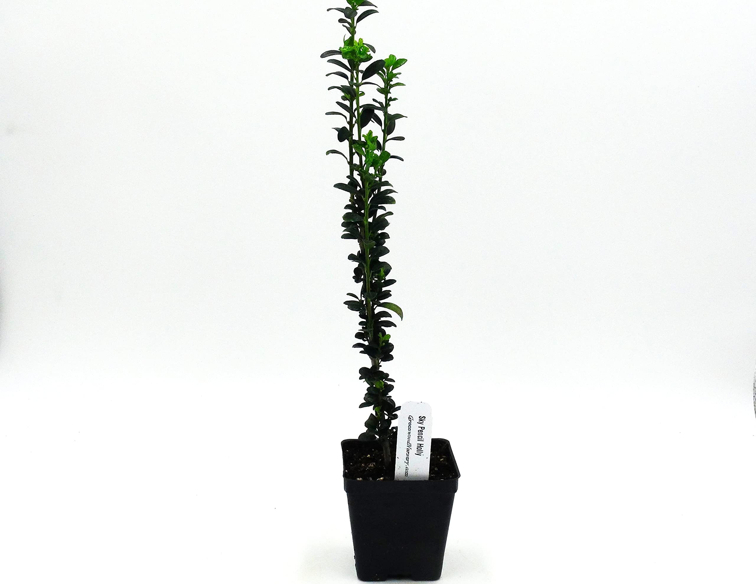Sky Pencil Japanese Holly Tree (Ilex Crenata) - 50 Live Plants in 2.5
