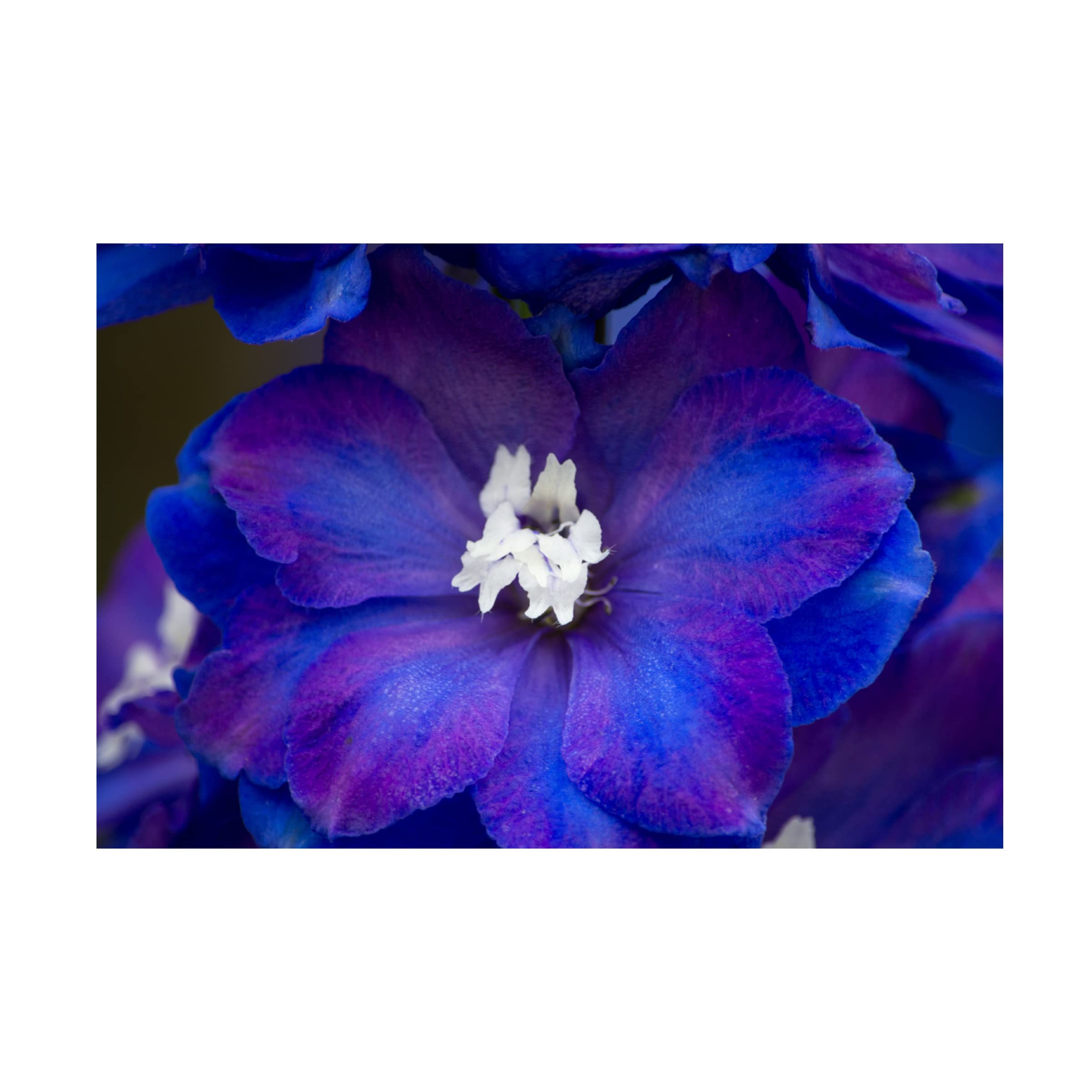 Claudia Gerke 'Purple Eyes' Canvas Art Print - Modern Abstract Wall Decor for Living Room, Bedroom & Office | Trademark Fine Art Collection