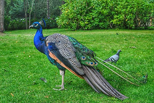 20x30 Inch Laminated Peacock Poster - Vibrant Colors & High-Quality Print for Home Decor - Perfect for Living Room, Bedroom & Office Wall Art