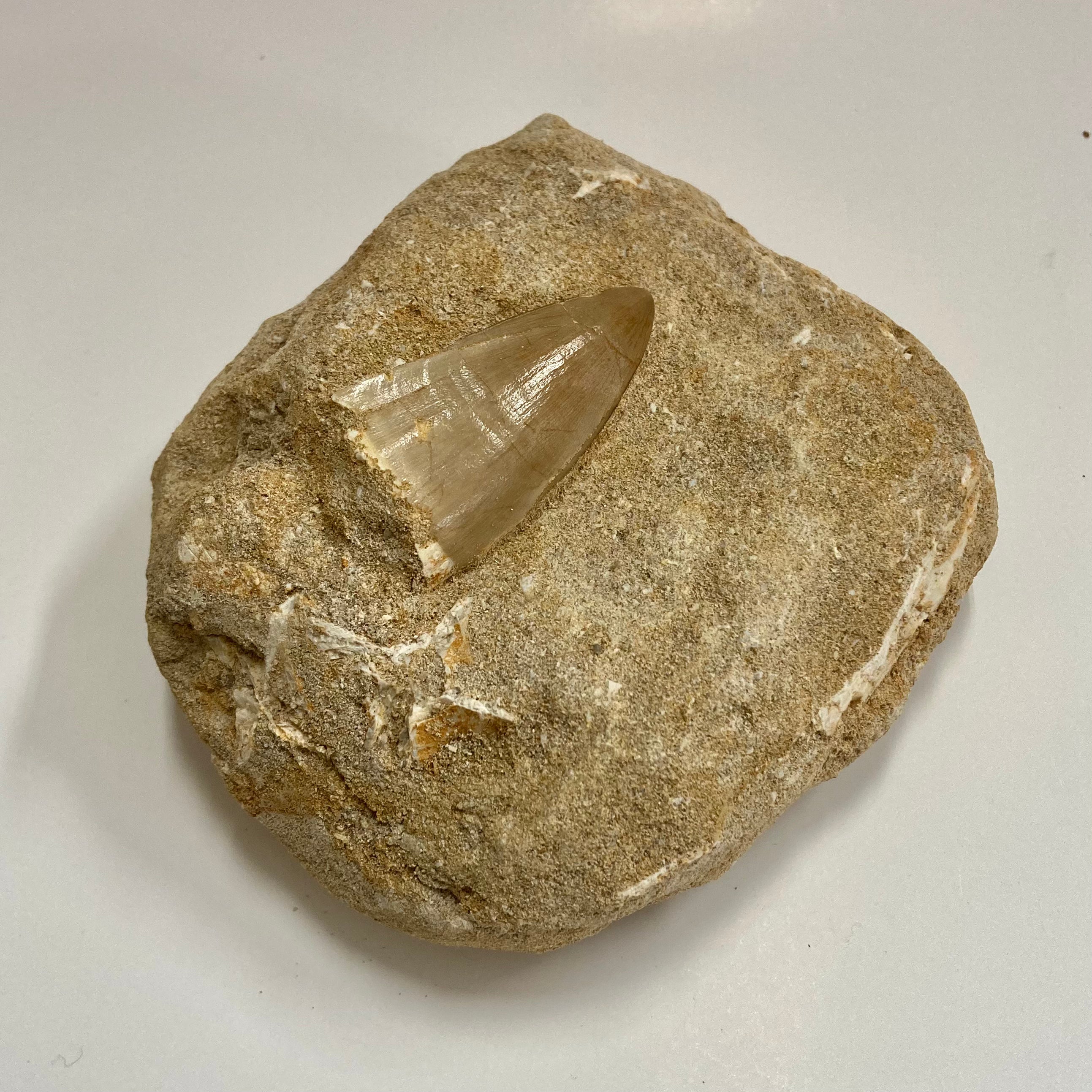 Authentic Mosasaur Tooth Fossil - Genuine Prehistoric Dinosaur Teeth for Collectors, Paleontology Enthusiasts & Home Decor | Perfect for Display Cases, Educational Projects & Unique Gifts