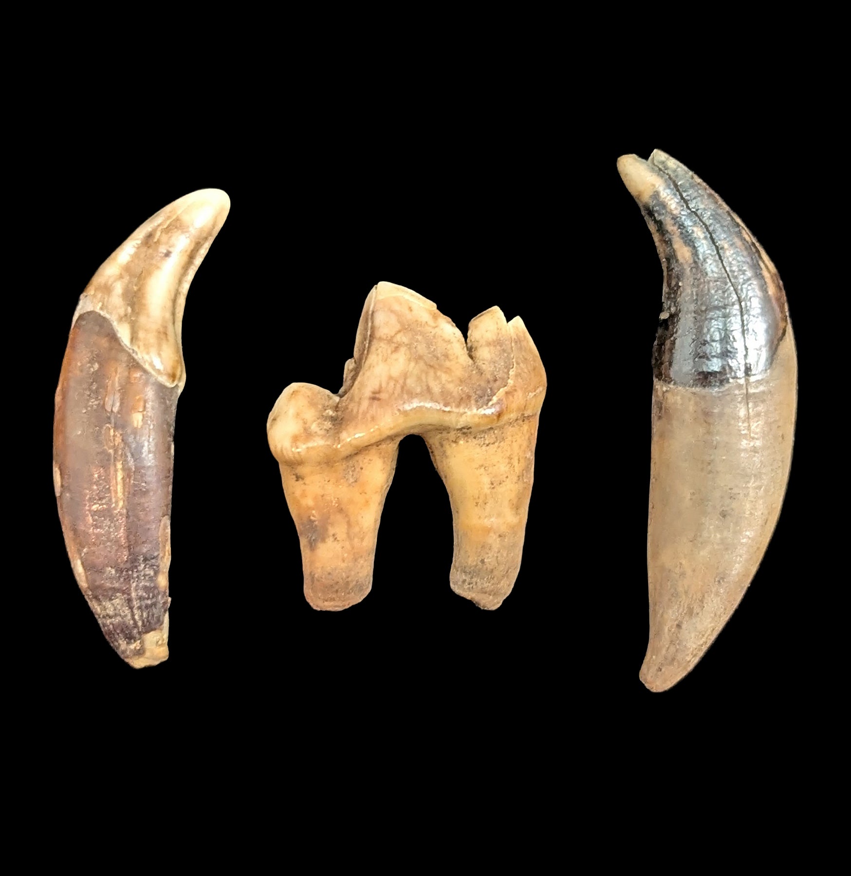 Authentic Siberian Canine Fossil Tooth - Rare Prehistoric Dog Tooth Specimen for Collectors, Paleontology Enthusiasts & Home Decor | Perfect for Display Cases, Educational Projects & Unique Gifts