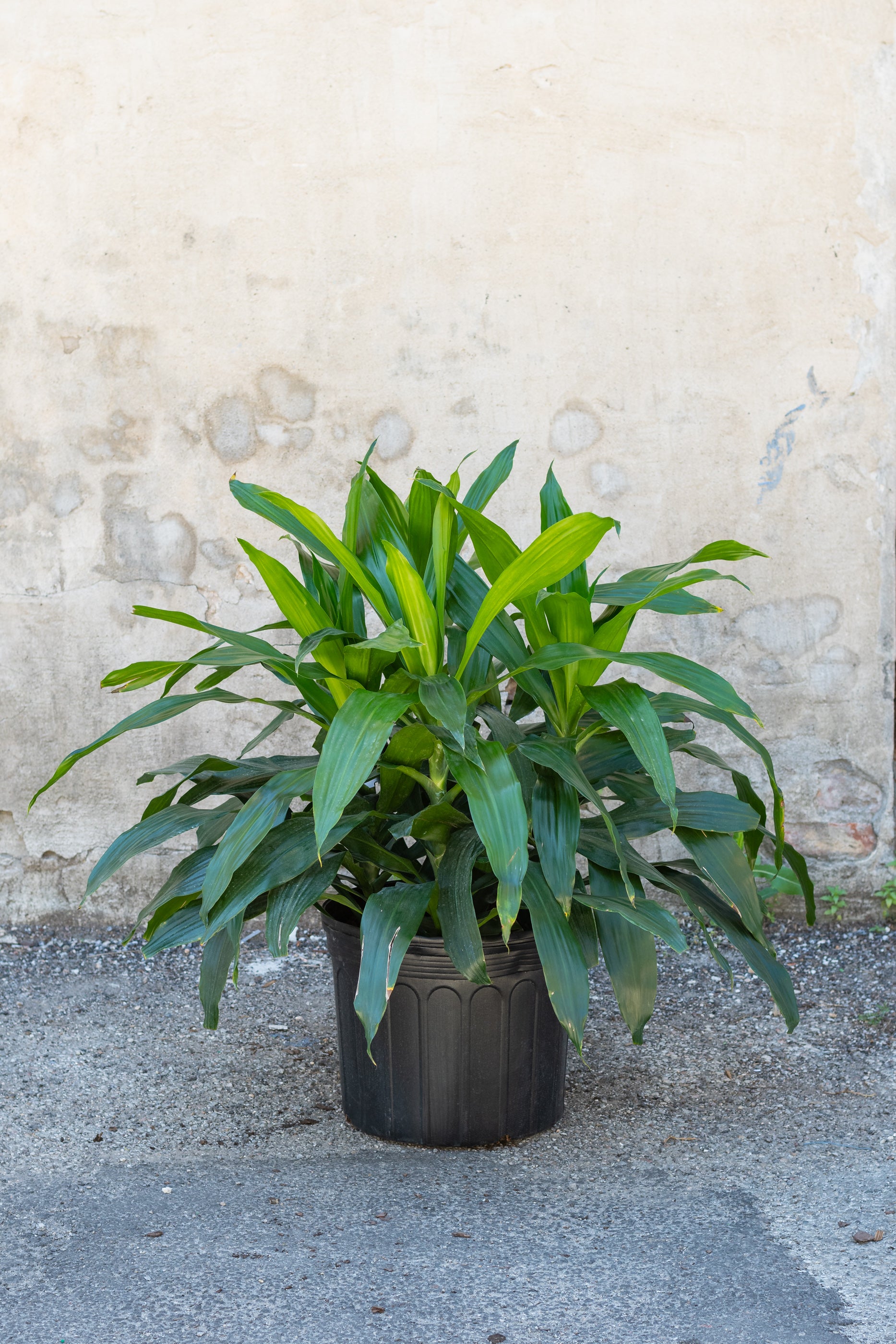 Dracaena 'Janet Craig' Live Plant - 14