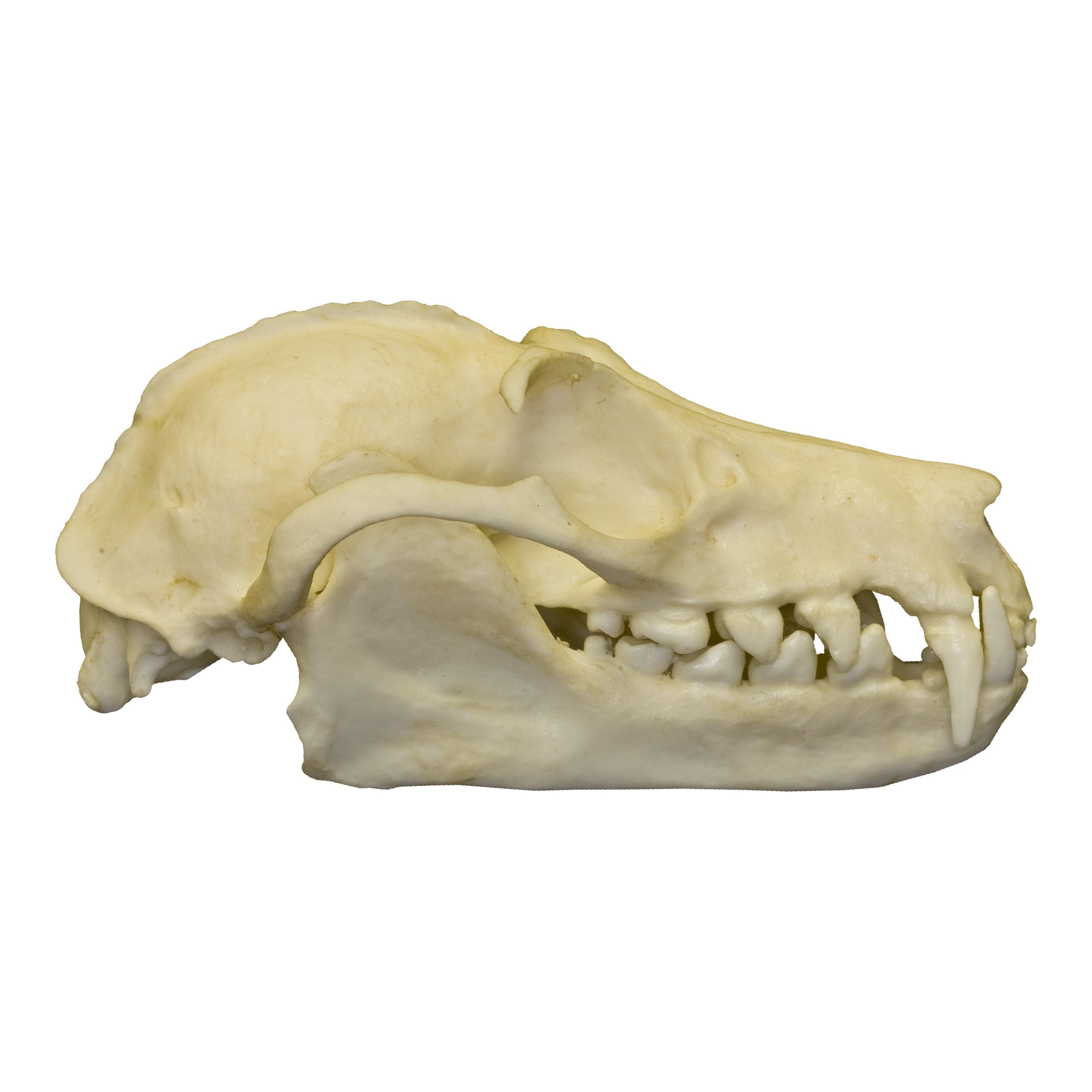 Authentic Replica Greater Flying Fox Skull - High-Quality Bat Skull Model for Science Education, Gothic Decor & Halloween Props