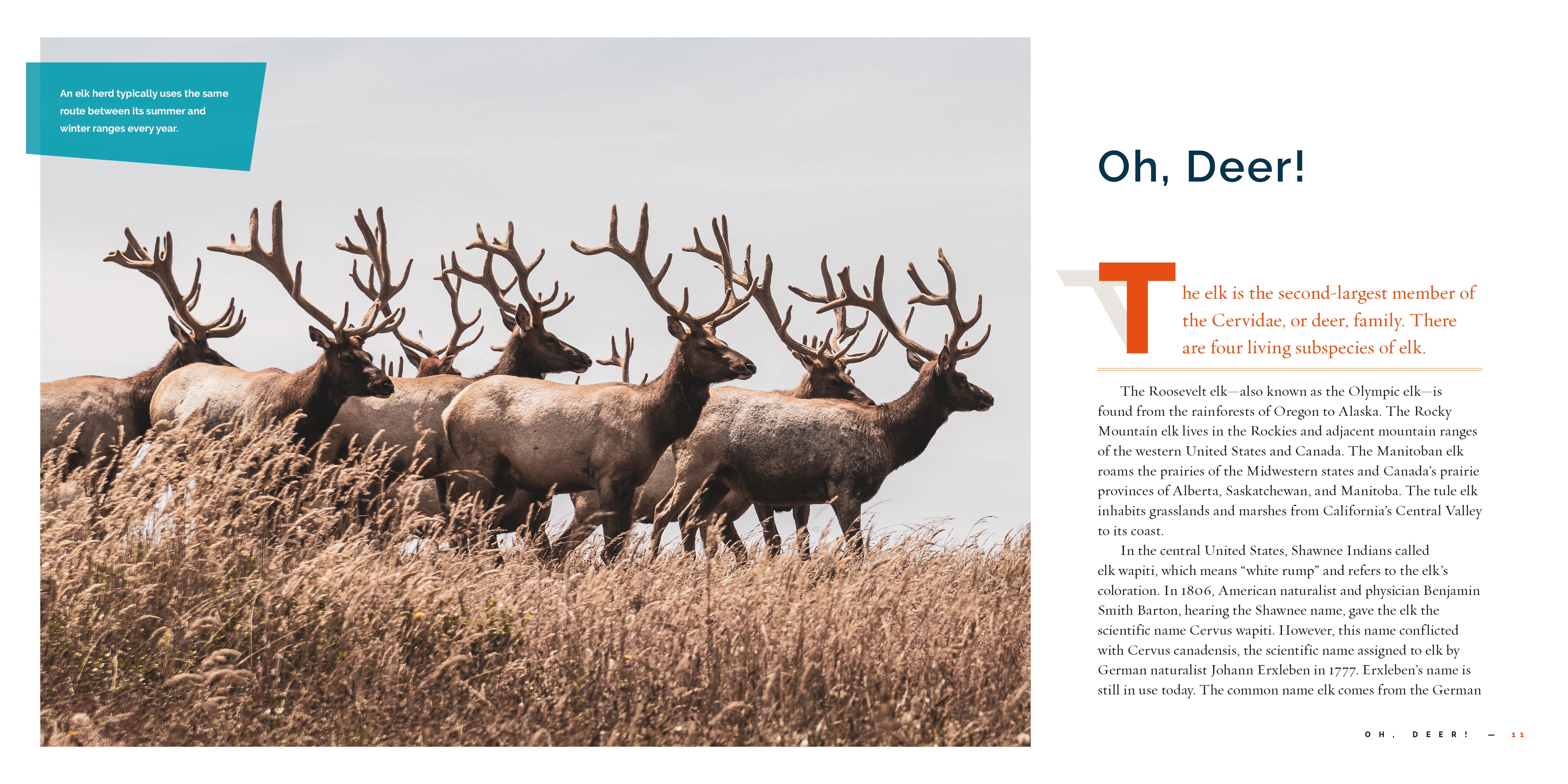 Elk: Wildlife Facts & Habitat Guide (9781640267794) - Perfect for Nature Enthusiasts & Outdoor Education