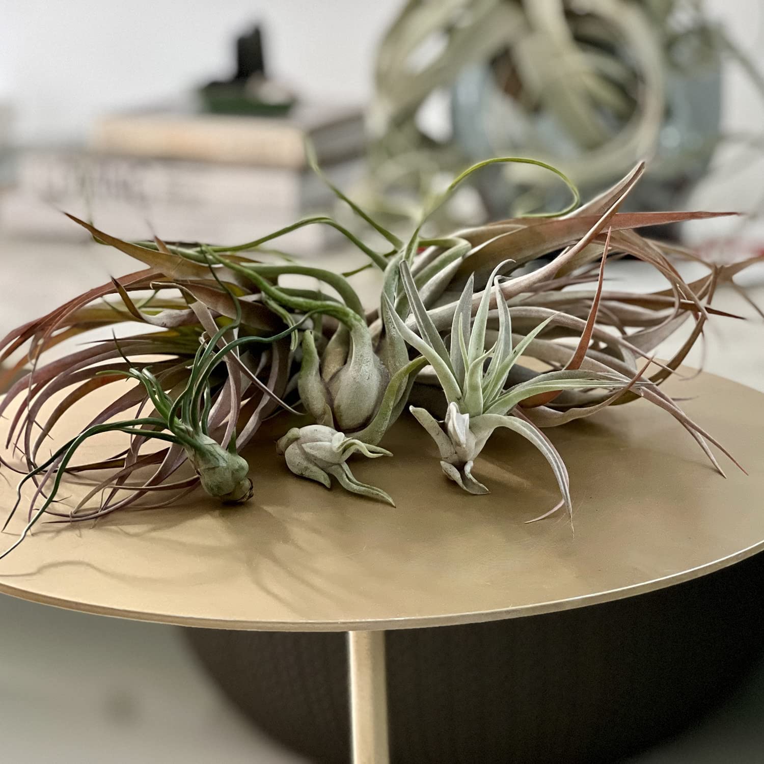Air Plants - Tillandsia Variety Pack, Large 3-5 Inches - 2 Count - Live Arrival Guaranteed - Low Maintenance House Plants for Home Decor, Office Desk & Unique Gift Ideas - Perfect for Terrariums, Wall Displays and Wedding Centerpieces