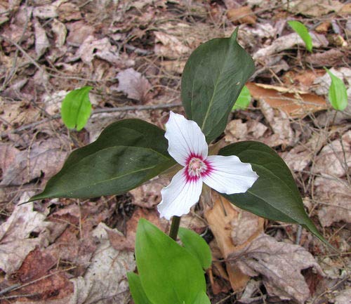 Painted Trillium Bare Root Plants (Trillium undulatum) - Pack of 10 Perennial Wildflowers for Shade Gardens, Woodland Landscaping & Naturalized Areas