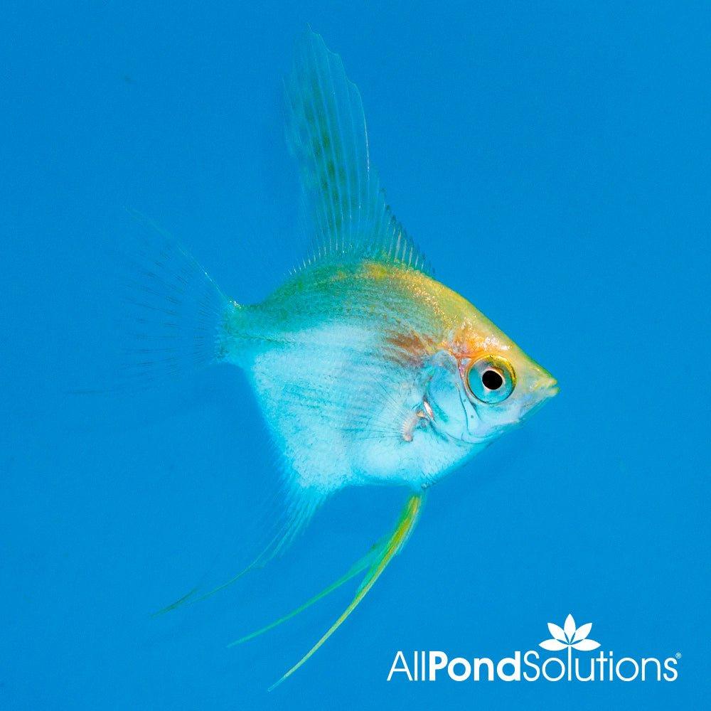 Premium Gold Angelfish (Pterophyllum Scalare) - Live Tropical Freshwater Aquarium Fish for Home & Office Tanks