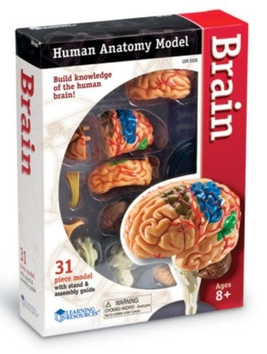 Human Brain Anatomy Model - Detailed 3D Educational Tool for Medical Students & Science Enthusiasts | Perfect for Classroom, Lab & Home Study