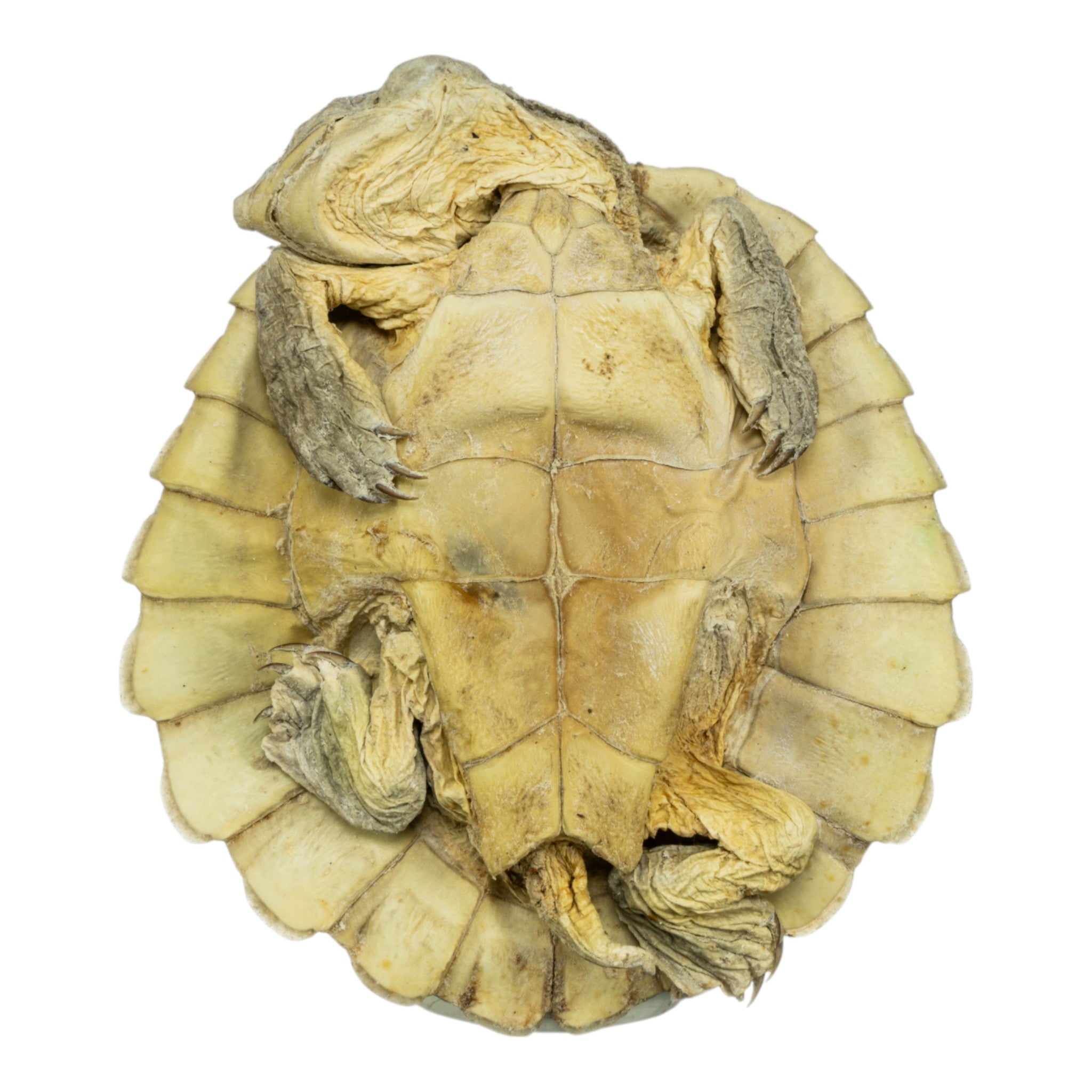 Real Preserved Australian Snapping Turtle Specimen - Authentic Taxidermy for Science Education & Home Decor - Perfect for Biology Classrooms, Nature Collections & Gothic Decor