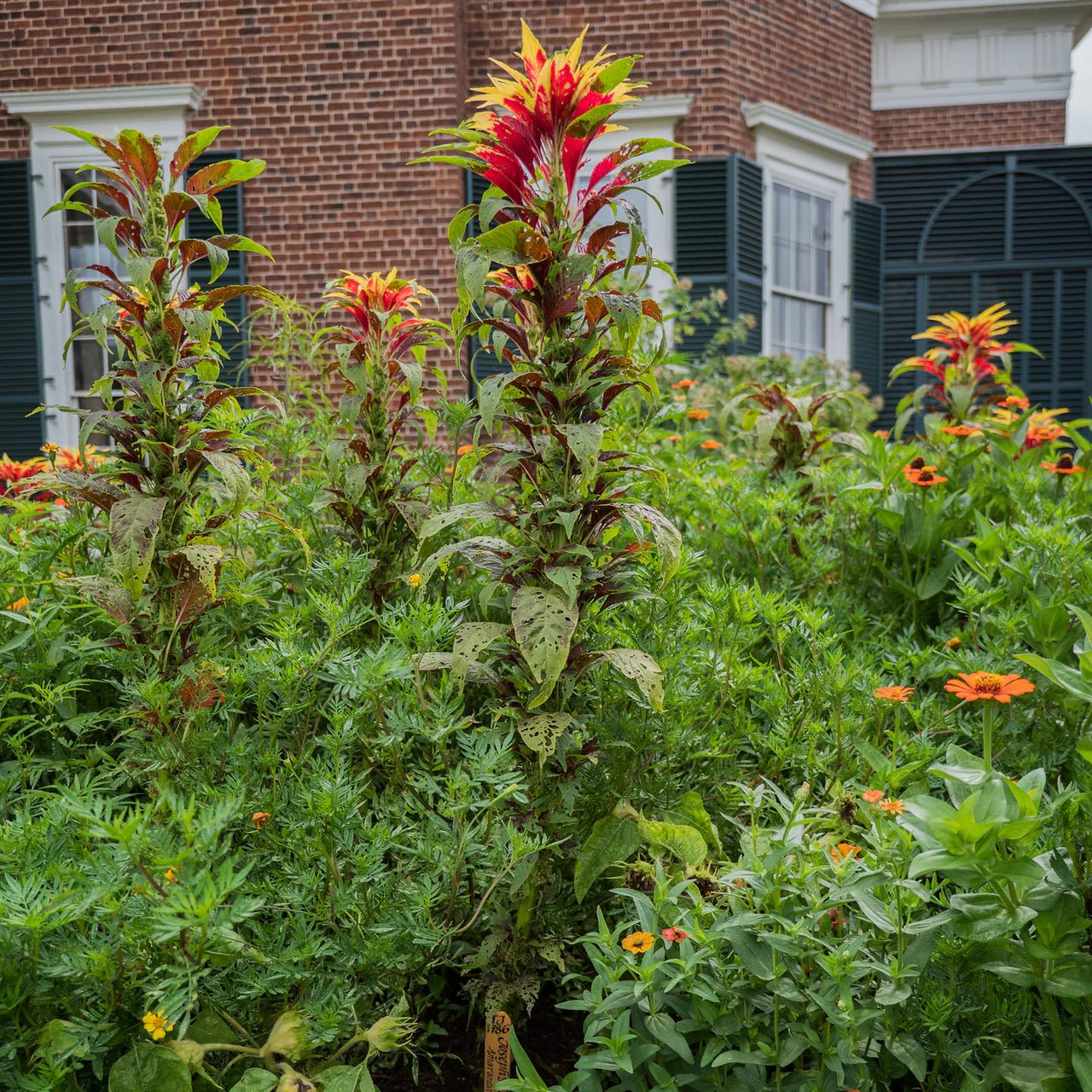 Joseph's Coat Seeds (Amaranthus tricolor) - Colorful Ornamental Plant for Gardens, Landscaping & Container Planting - Perfect for Borders, Flower Beds & Indoor Decor