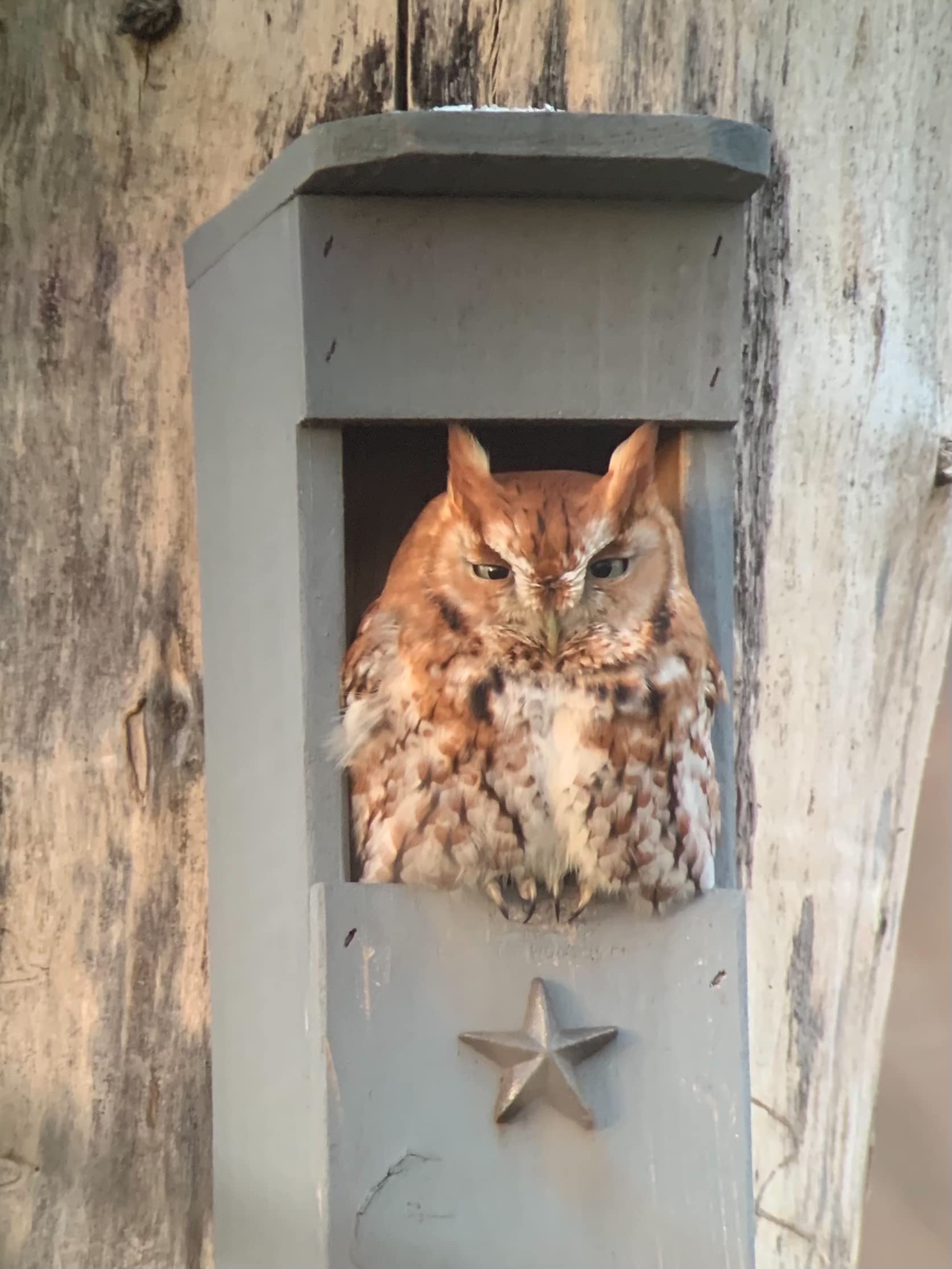 Screech Owl House - Handcrafted Wooden Nesting Box for Backyard Birdwatching | Perfect for Garden, Patio & Wildlife Conservation