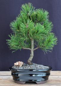 Premium Mugo Pine Bonsai Tree (Pinus Mugo 'Valley Cushion') - Small Indoor/Outdoor Bonsai for Home Decor, Office Zen Garden & Japanese Style Landscaping
