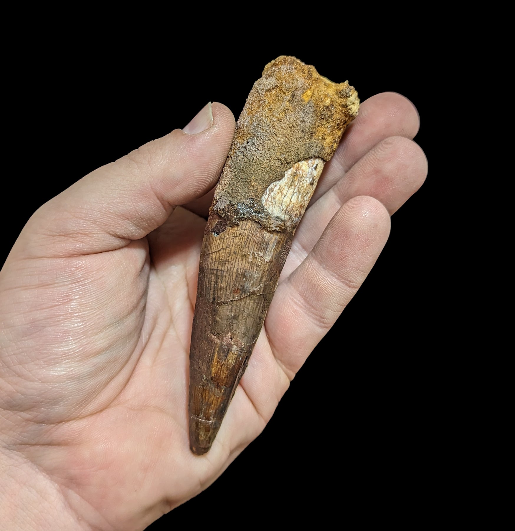 Authentic Spinosaurus Dinosaur Tooth Fossil Specimen - Genuine Cretaceous Period Dinosaur Tooth for Collectors, Paleontology Enthusiasts & Home Decor - Perfect for Science Display, Educational Gifts & Dinosaur Theme Decorations