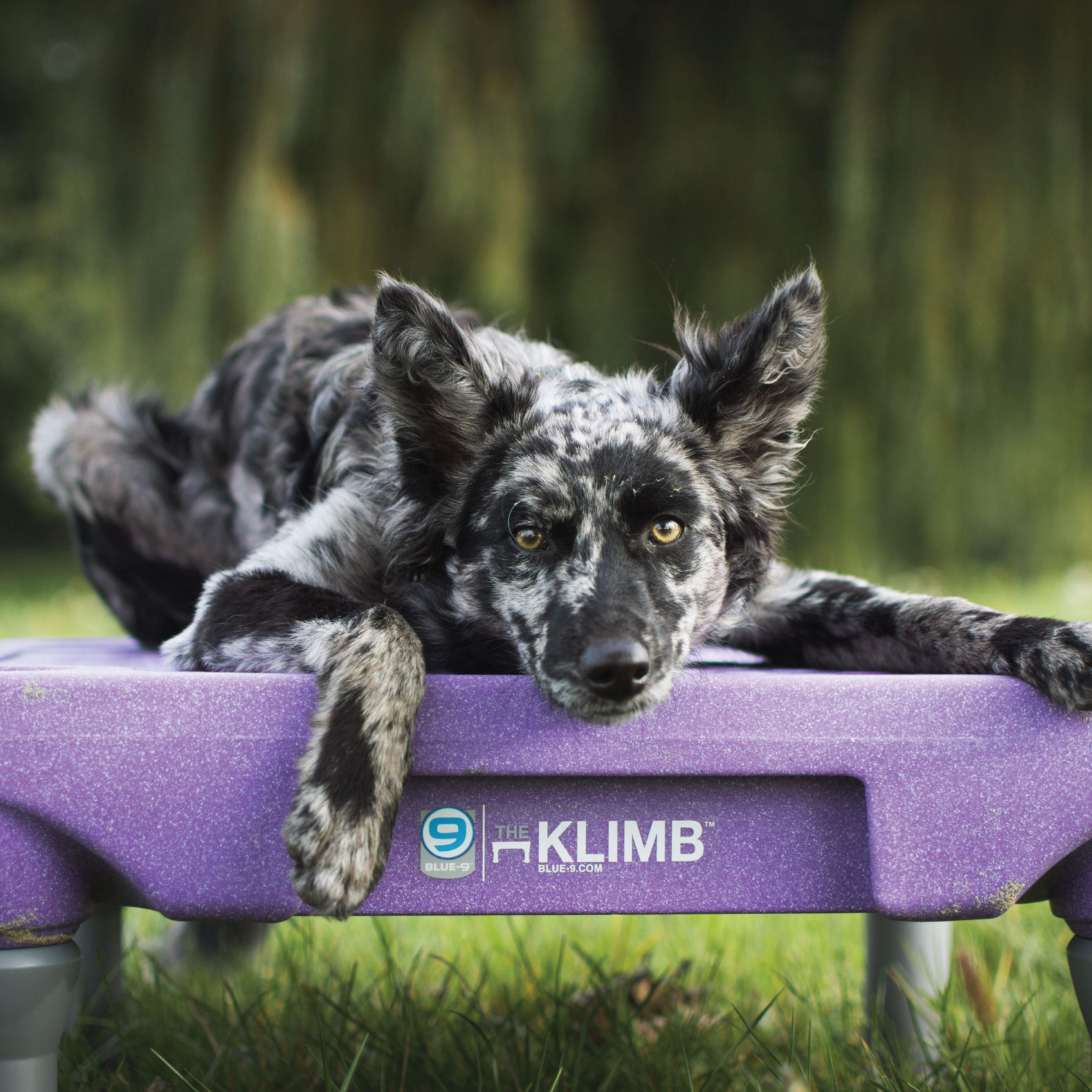 Blue-9 KLIMB Dog Training Kit - Professional Agility Platform & Accessories for Obedience Training | Perfect for Home Practice & Competition Preparation