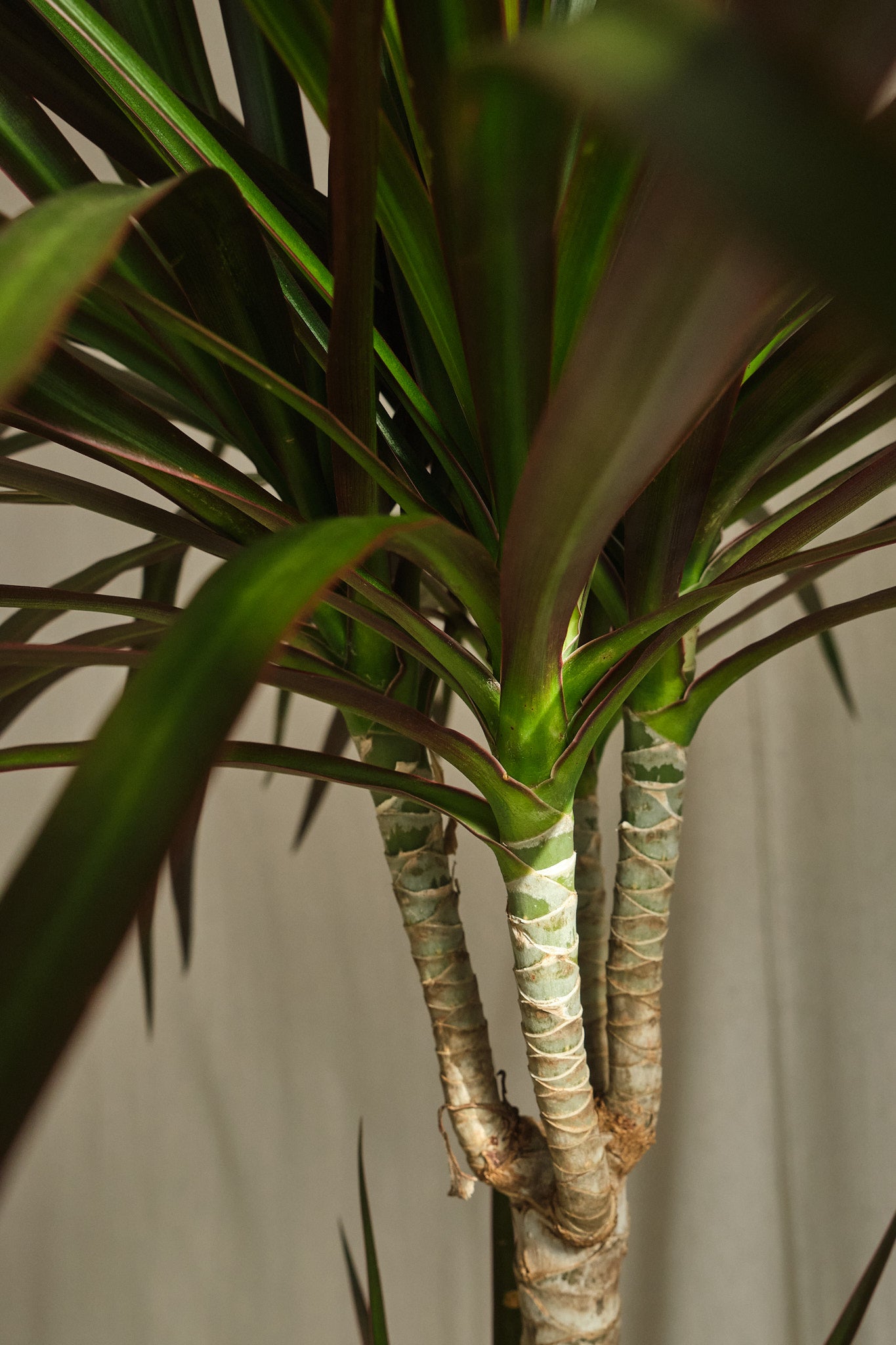 Dracaena Marginata 'Magenta' - Live Indoor Plant for Home & Office Decor | Low Maintenance Houseplant for Living Room, Bedroom, or Workspace