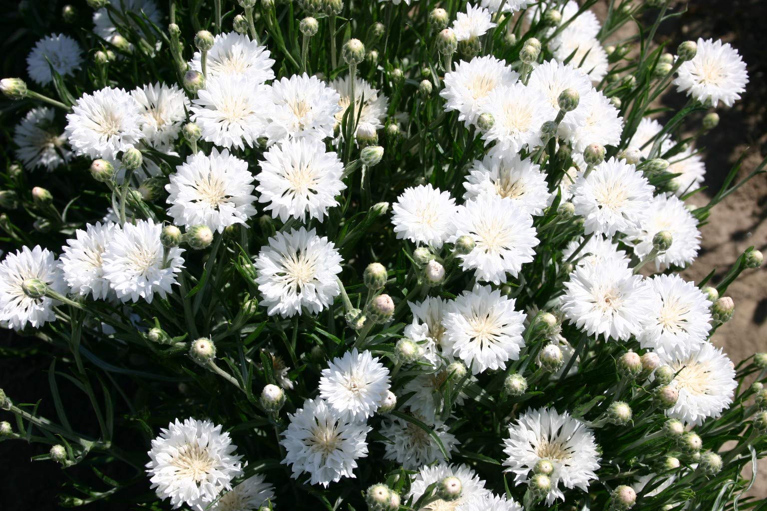 Dwarf White Bachelor Button Flower Seeds for Planting - 200+ Seeds Per Packet, Centaurea Cyanus (White Cornflower) by Isla's Garden Seeds | Perfect for Home Gardens, Wedding Decor & DIY Floral Arrangements