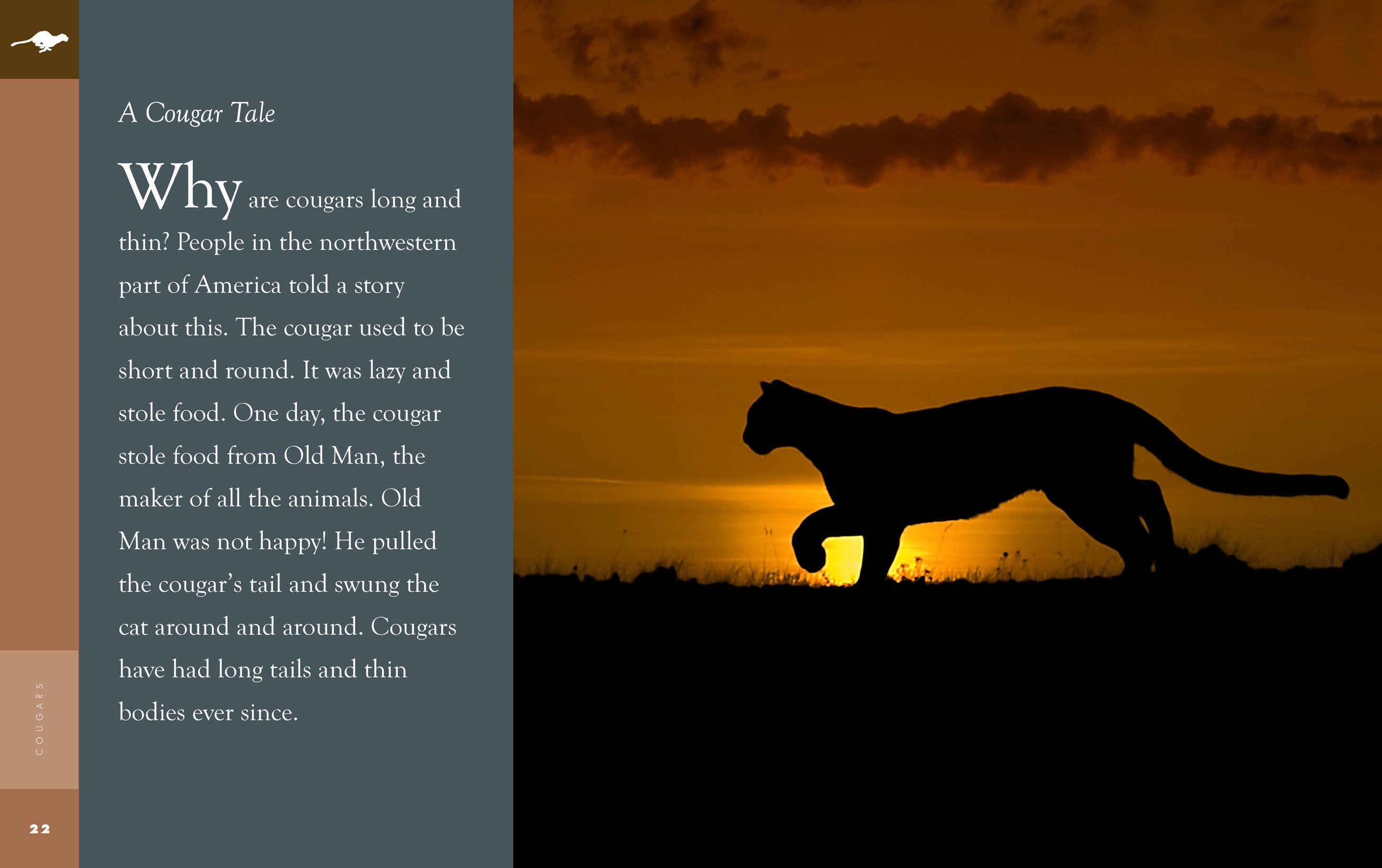 Cougars Book 9781640265104 - Wildlife Nature Guide for Outdoor Enthusiasts & Animal Lovers