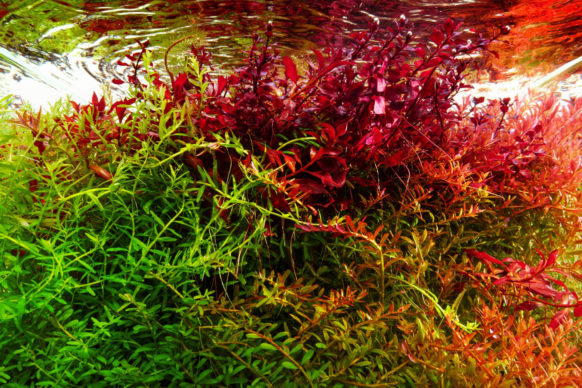 Ultum Nature Systems Controbase - Premium Aquarium Stand for Planted Tanks & Nano Aquascapes | Perfect for Home, Office & Aquatic Hobbyists