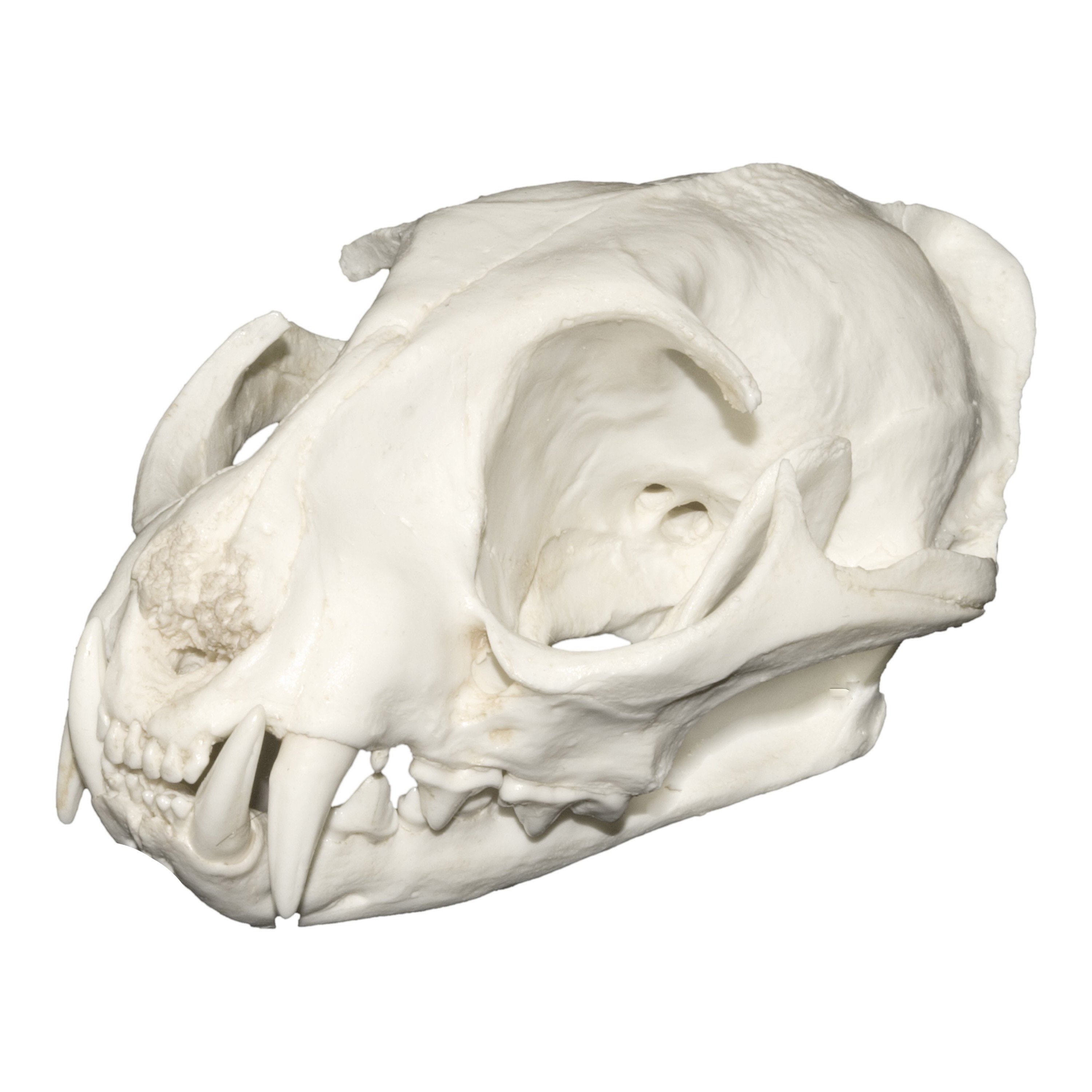 Replica Fishing Cat Skull - Realistic Animal Skull Model for Science Education, Halloween Decor, and Taxidermy Display - Perfect for Classroom, Horror Props, and Gothic Home Decor