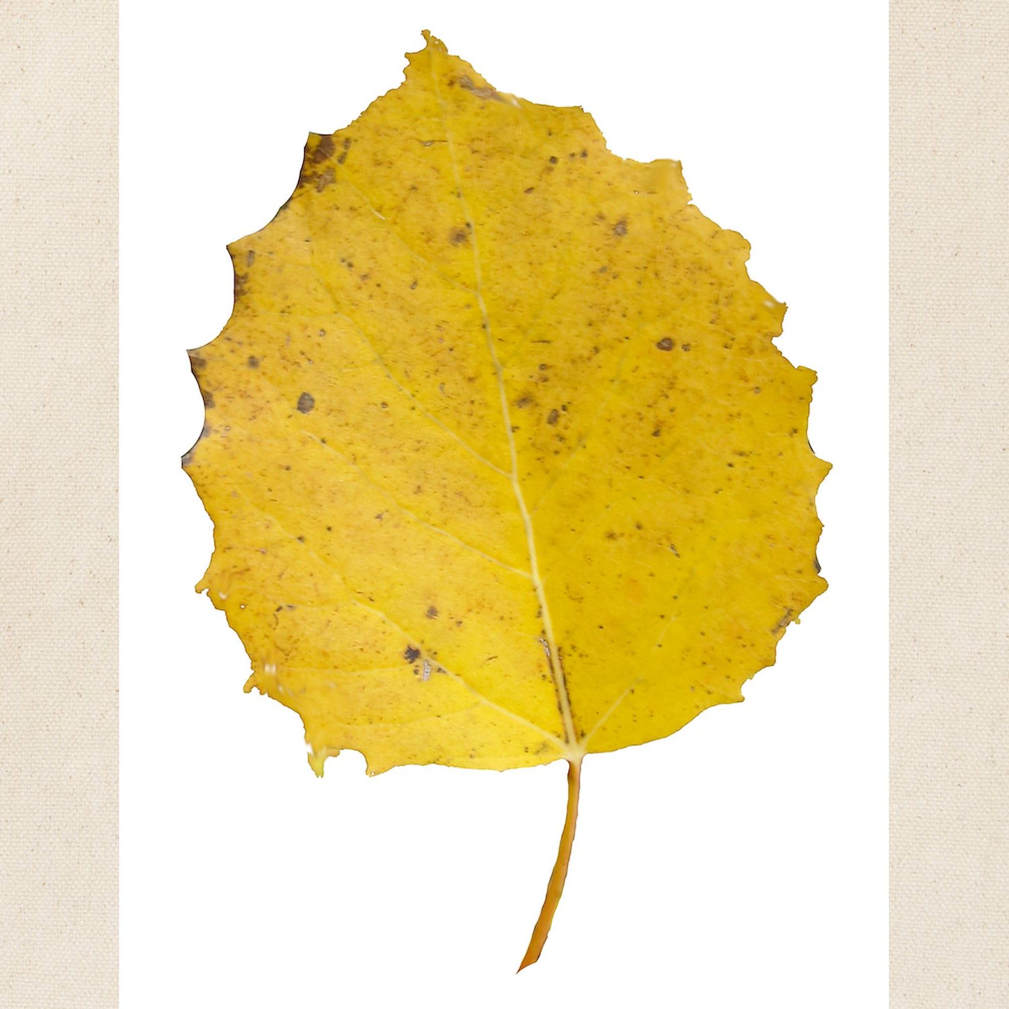 Golden Aspen Leaf Tote Bag - Natural Canvas Reusable Shopping Bag for Groceries, Beach & Eco-Friendly Lifestyle | CafePress