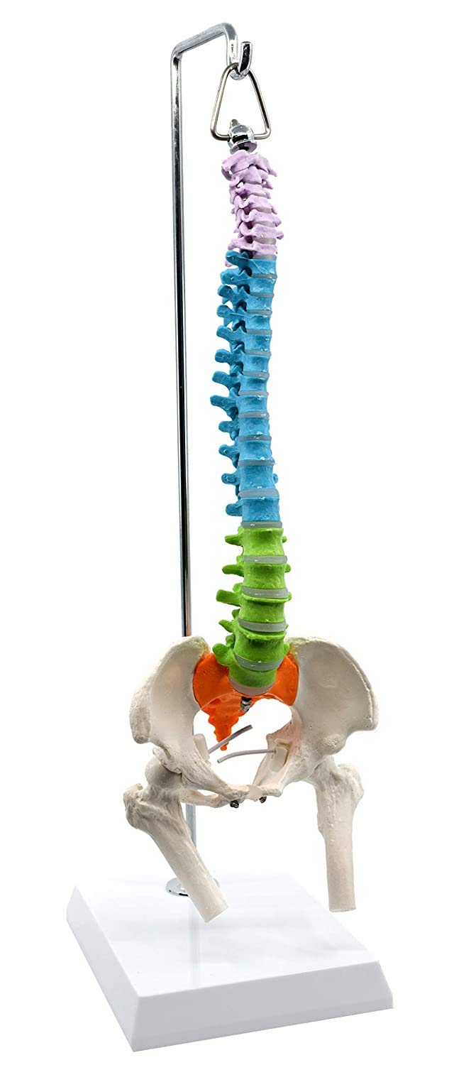 Wellden Medical Anatomical Mini Spine Model with Femur & Nerves - Color-Coded Didactic Tool for Medical Students, Chiropractors & Physical Therapists - Perfect for Classroom, Clinic & Patient Education
