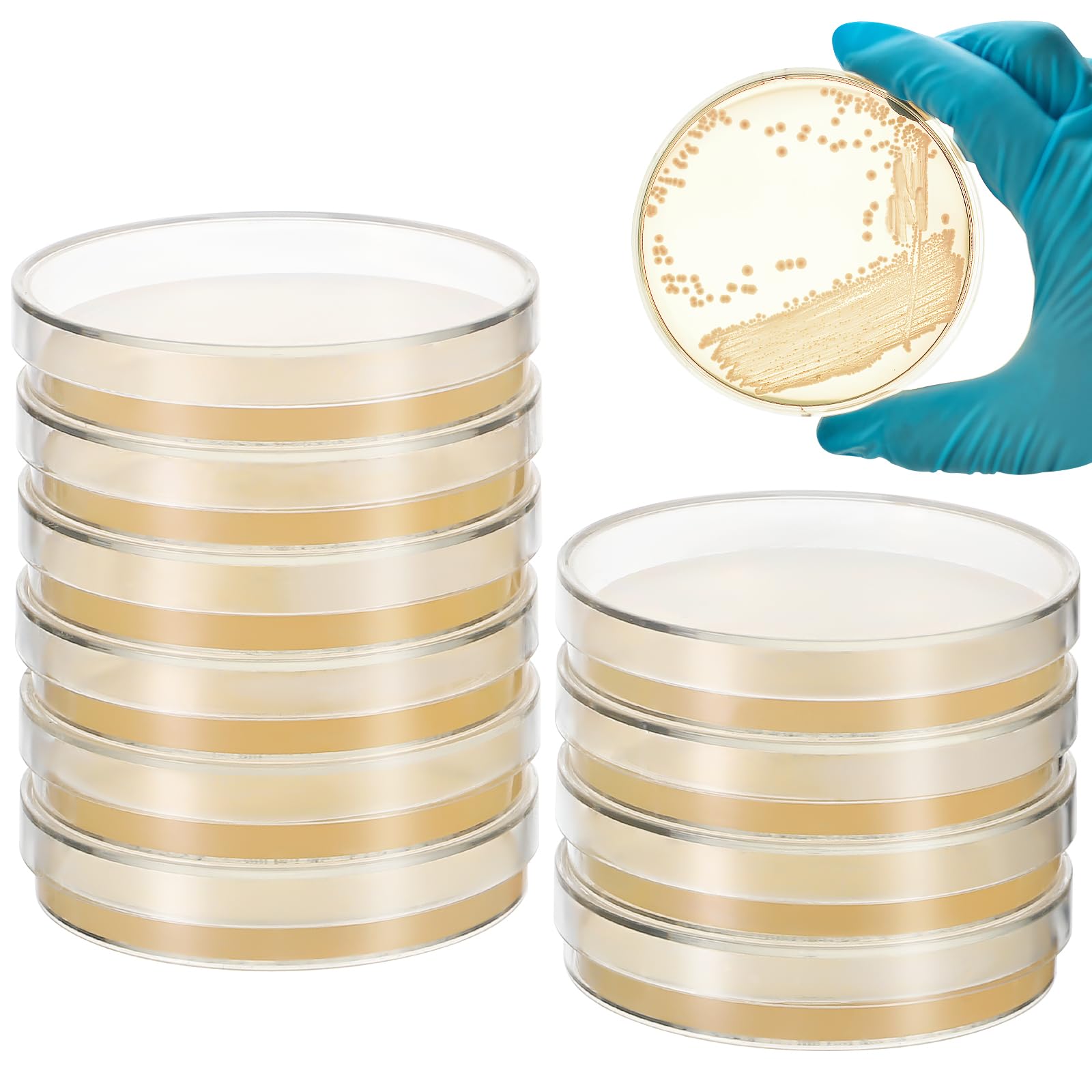 10pcs Nutrient Agar Plates - Pre-Poured Petri Dishes for Science Experiments, Tissue Culture & Lab Use | Ideal for Science Fair Projects, Microbiology Studies & Classroom Labs