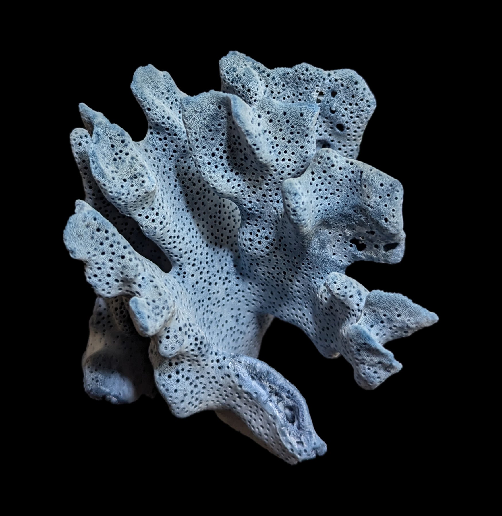 Premium Blue Heliopora Coerulea Coral for Saltwater Aquariums - Vibrant Live Coral for Reef Tanks & Marine Aquascaping
