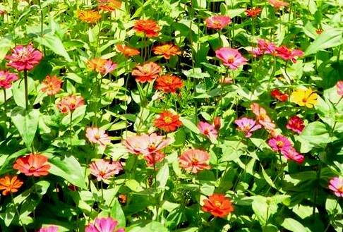 Master Zinnia Seed Mix - Zinnia sp. - 140 Premium Flower Seeds (1g) - ST27 - Perfect for Home Gardens, Landscaping & DIY Bouquets