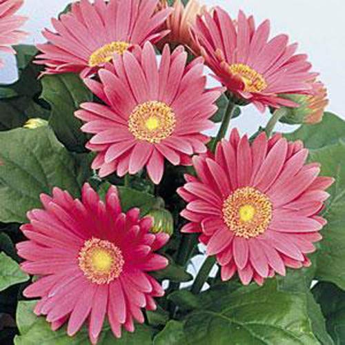 Outsidepride Gerbera Daisy Seeds - 20 Pcs Perennial Flower Seeds with Vibrant Rose-Colored Blooms, Compact & Low Maintenance Plants for Garden Landscaping, Cut Flower Arrangements, and Container Gardening