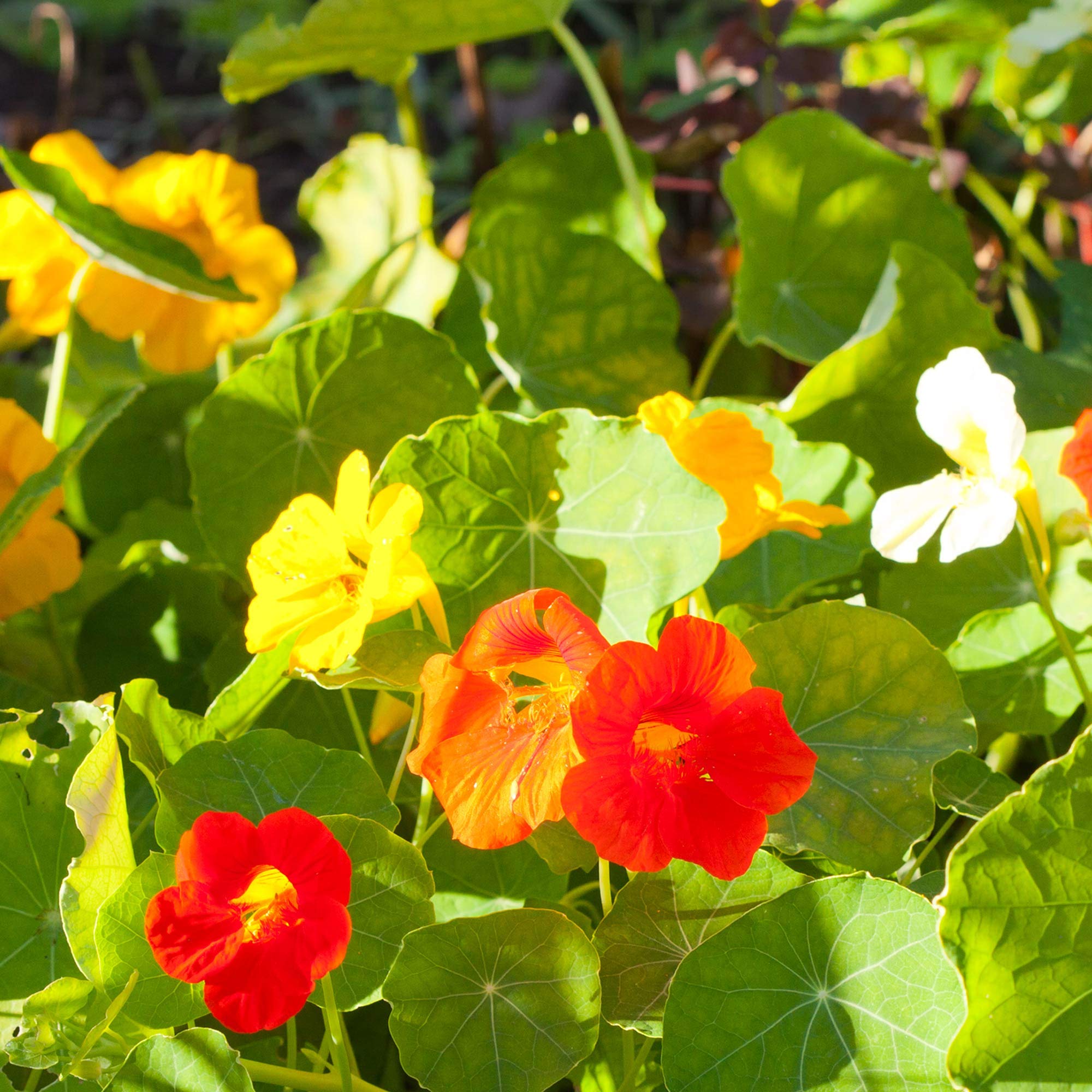 Alaska Mix Nasturtium Seeds - 5 Lb Bulk Non-GMO Edible Flowers for Garden & Microgreens - Tropaeolum nanum - Perfect for Salads, Garnishes & Home Gardening