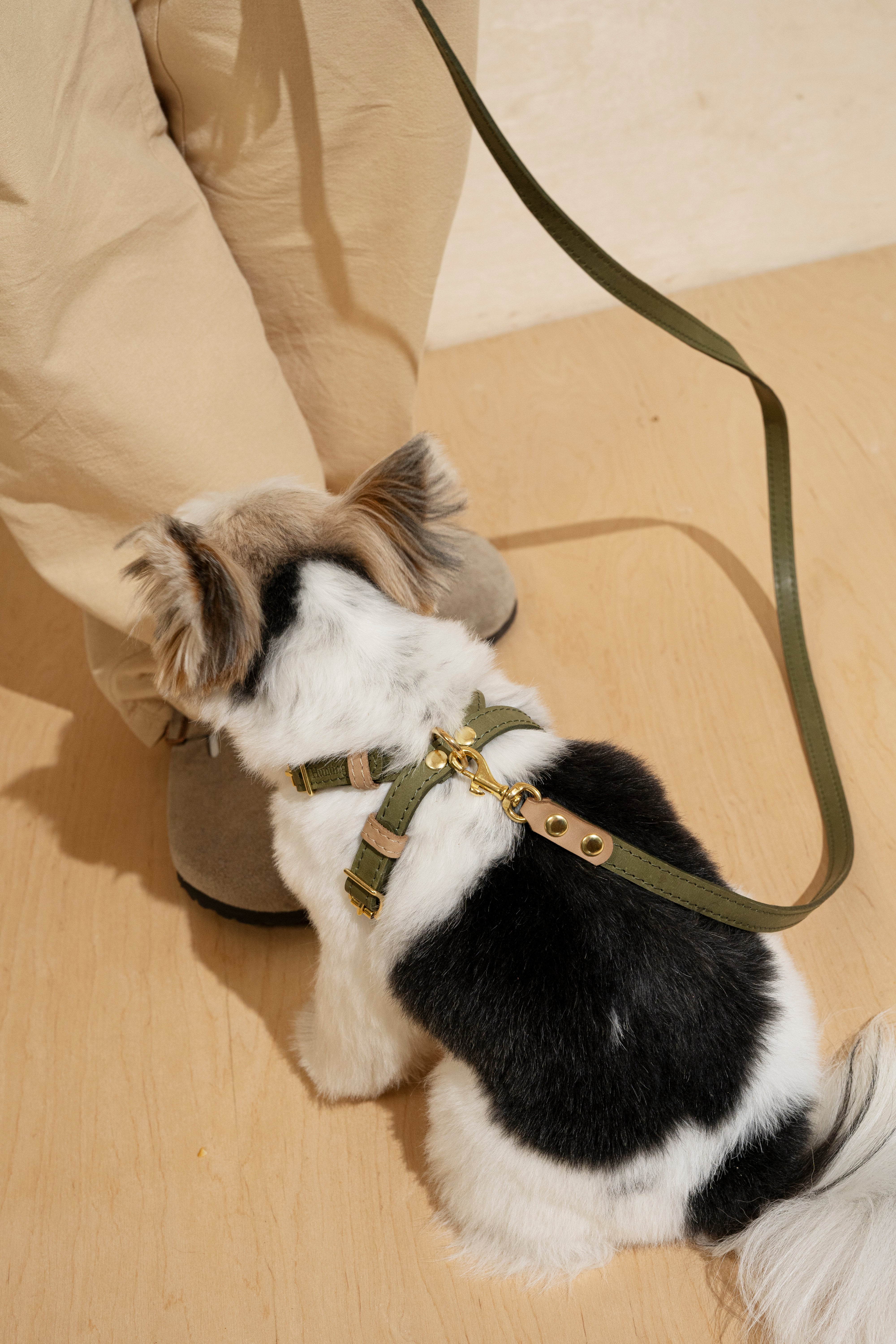 Walk Kit for Dogs - Walkony Leash & Harness Set in Green & Beige | Comfortable & Durable for Walking, Hiking & Outdoor Adventures