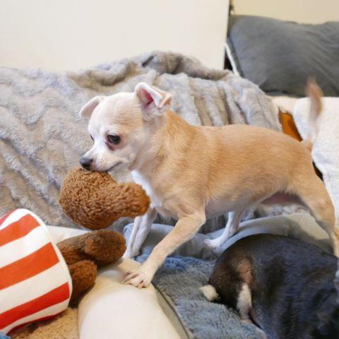 **BarkShop Cooped Up Fried Chicken Dog Plush Toy - Soft & Durable Chew Toy for Small & Large Dogs - Perfect for Playtime, Training & Cuddling**