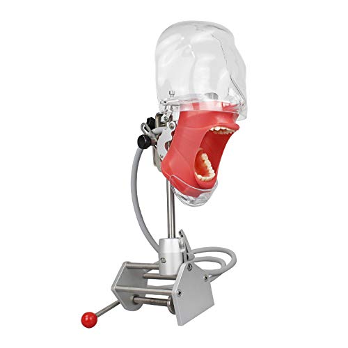 Dental Teaching Head Model - Plastic Educational Teeth Manikin for Dental Students & Professionals | Perfect for Classroom, Lab & Clinical Training