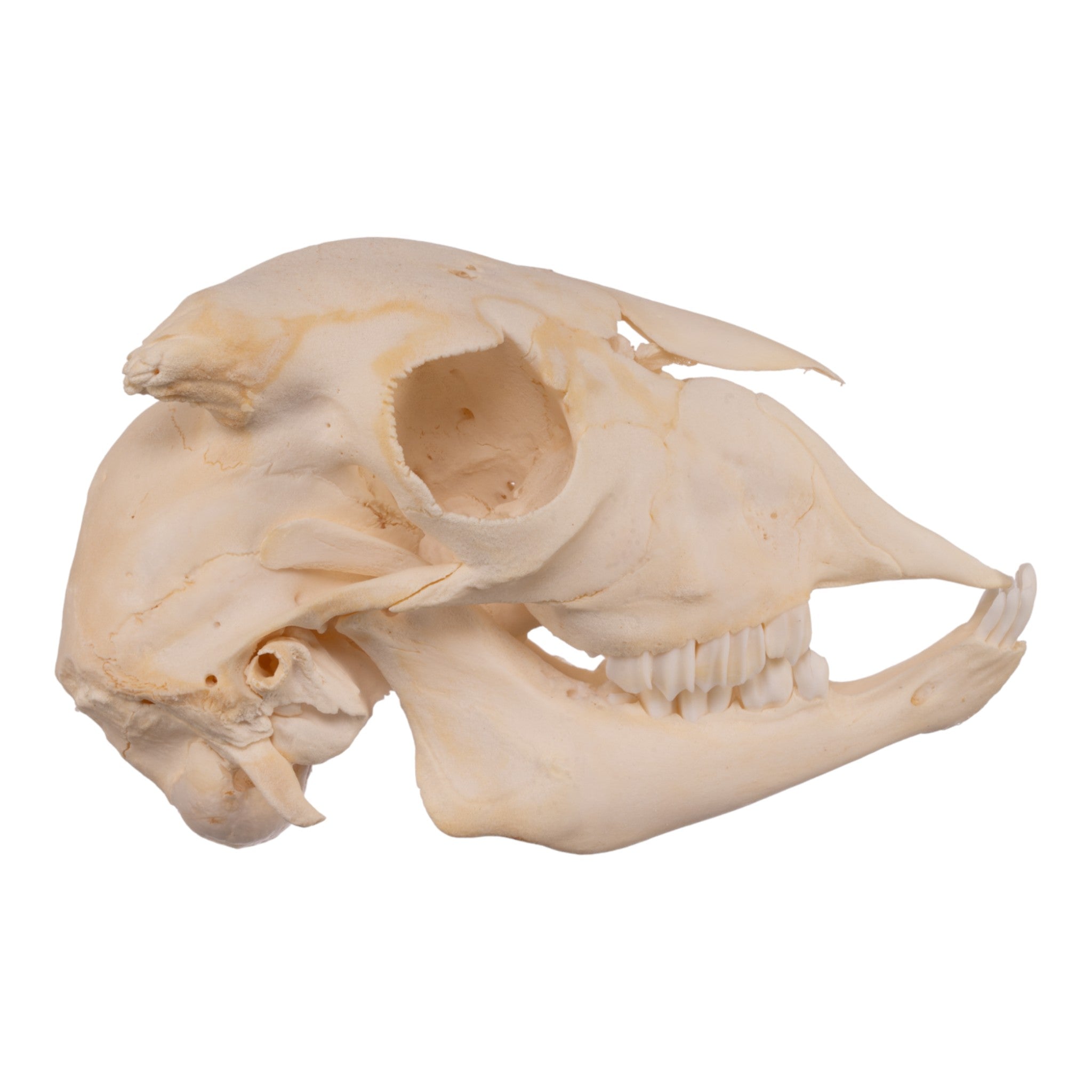 Authentic Domestic Goat Skull - Natural Adolescent Size for Home Decor, Gothic Display & Educational Use | Perfect for Halloween, Witchcraft Altars & Biology Studies